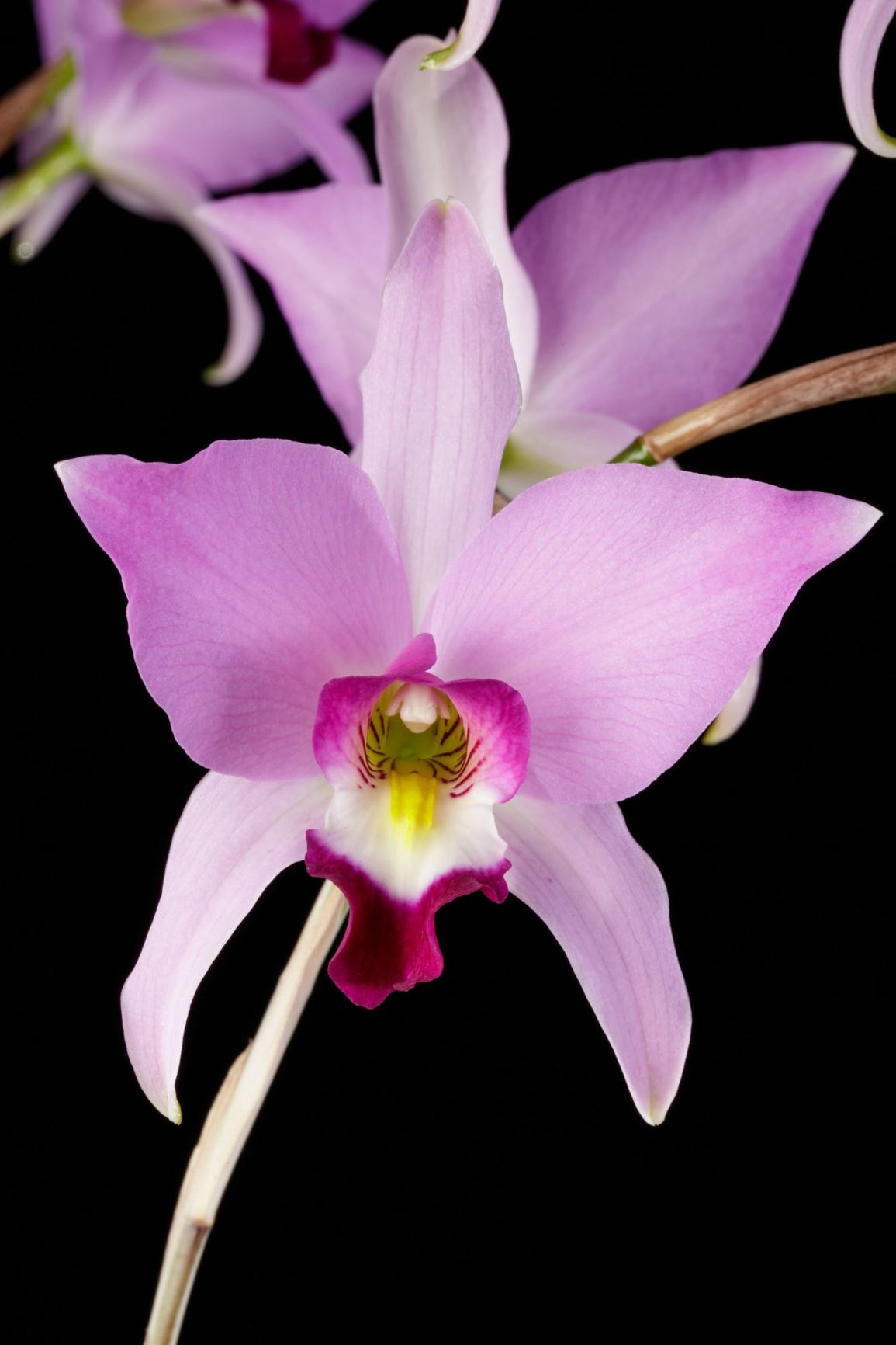 Laelia anceps - The Two-Edged Laelia, El Toro