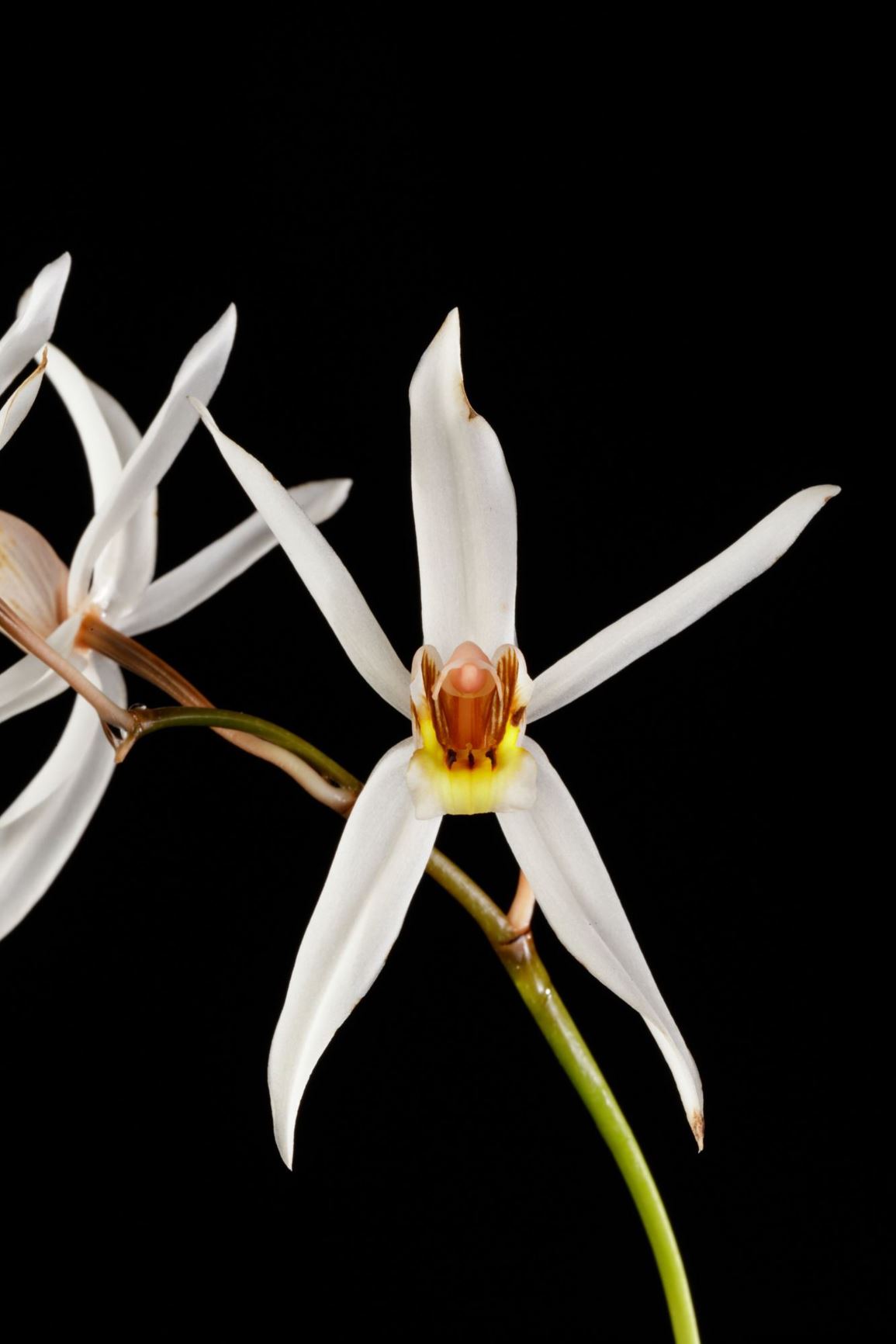 Coelogyne viscosa - The Sticky Coelogyne