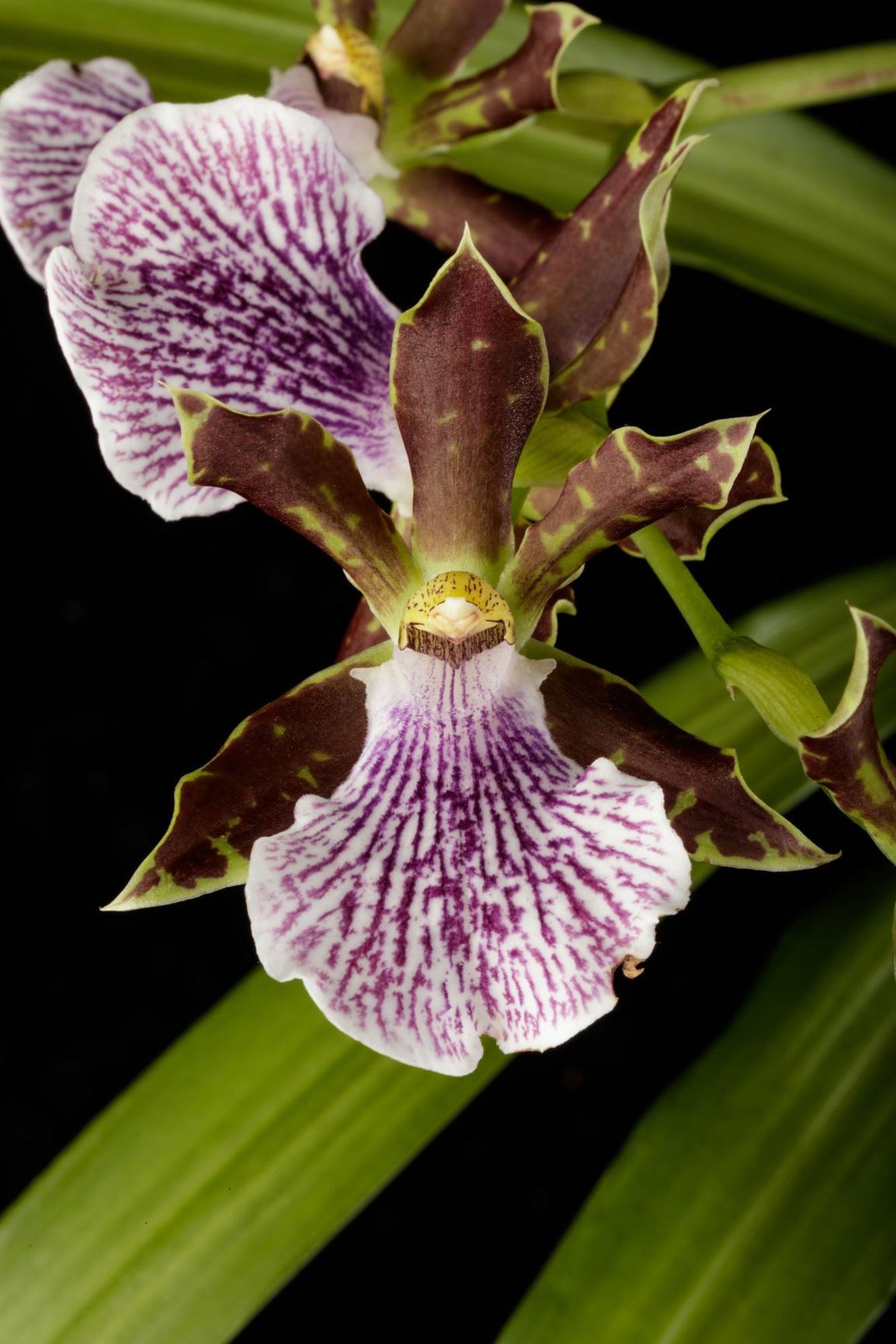 Zygopetalum maculatum - Spotted Cat of the Mountain, Spotted Zygopetalum