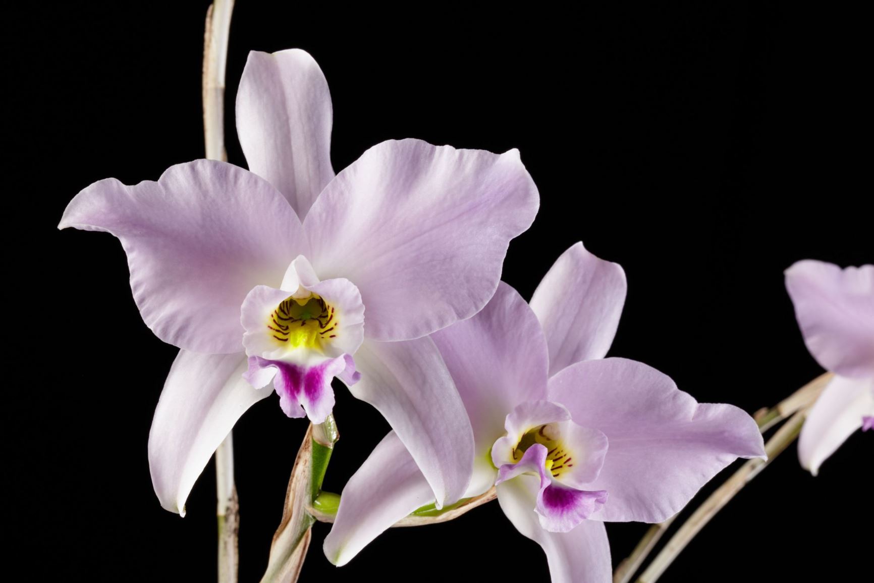 Browse L | Smithsonian Gardens