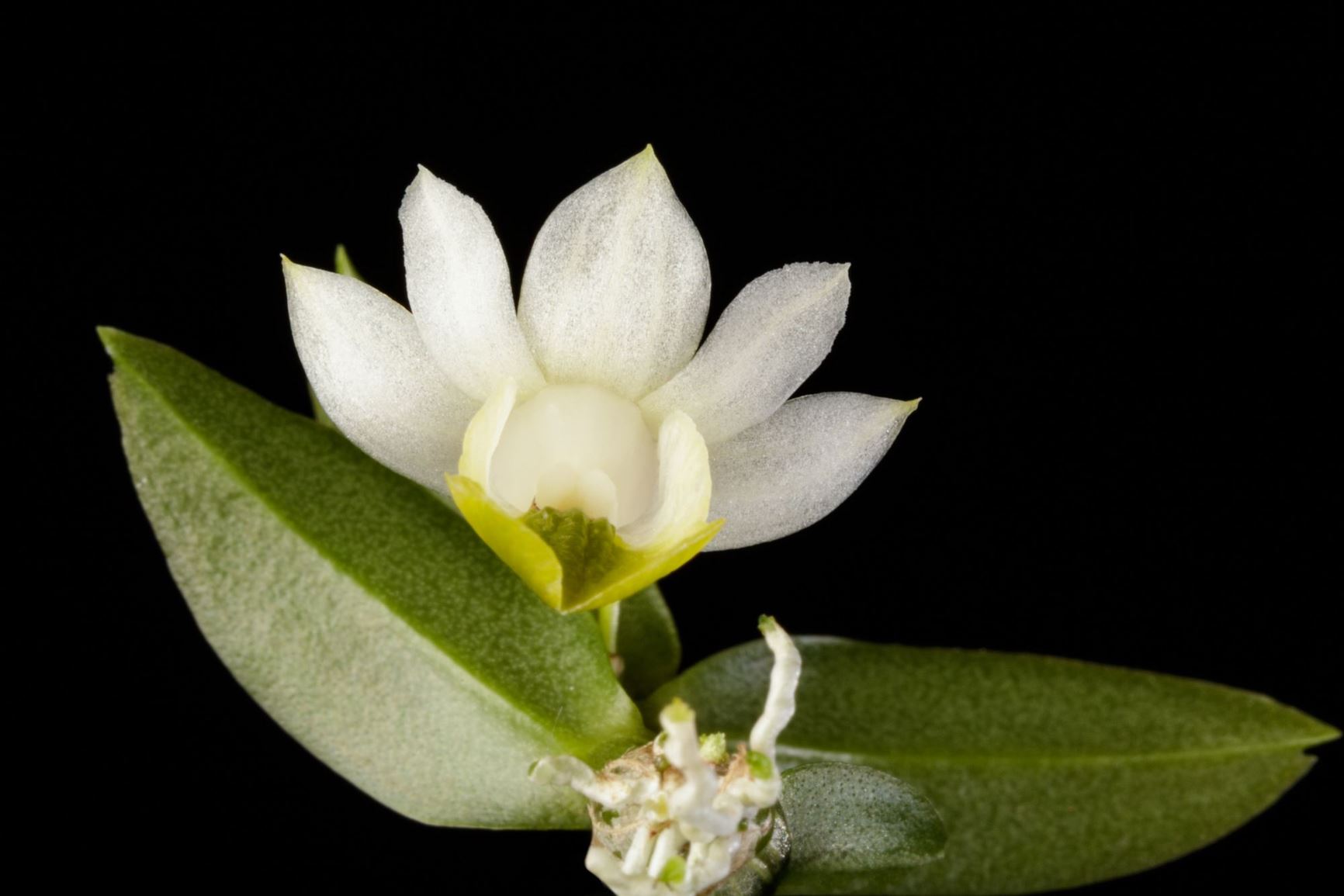 Dendrobium trinervium - The Three Nerved Dendrobium