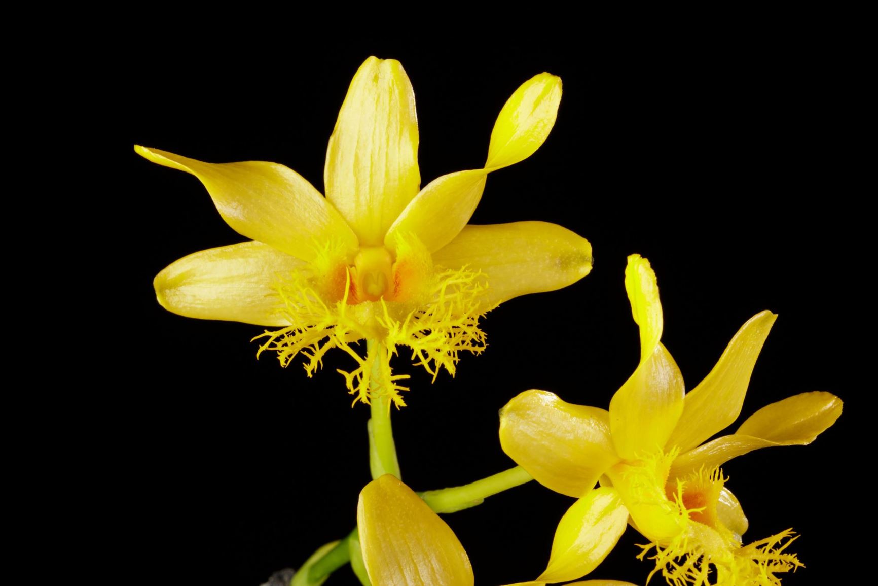 Dendrobium brymerianum - Brymer's Dendrobium