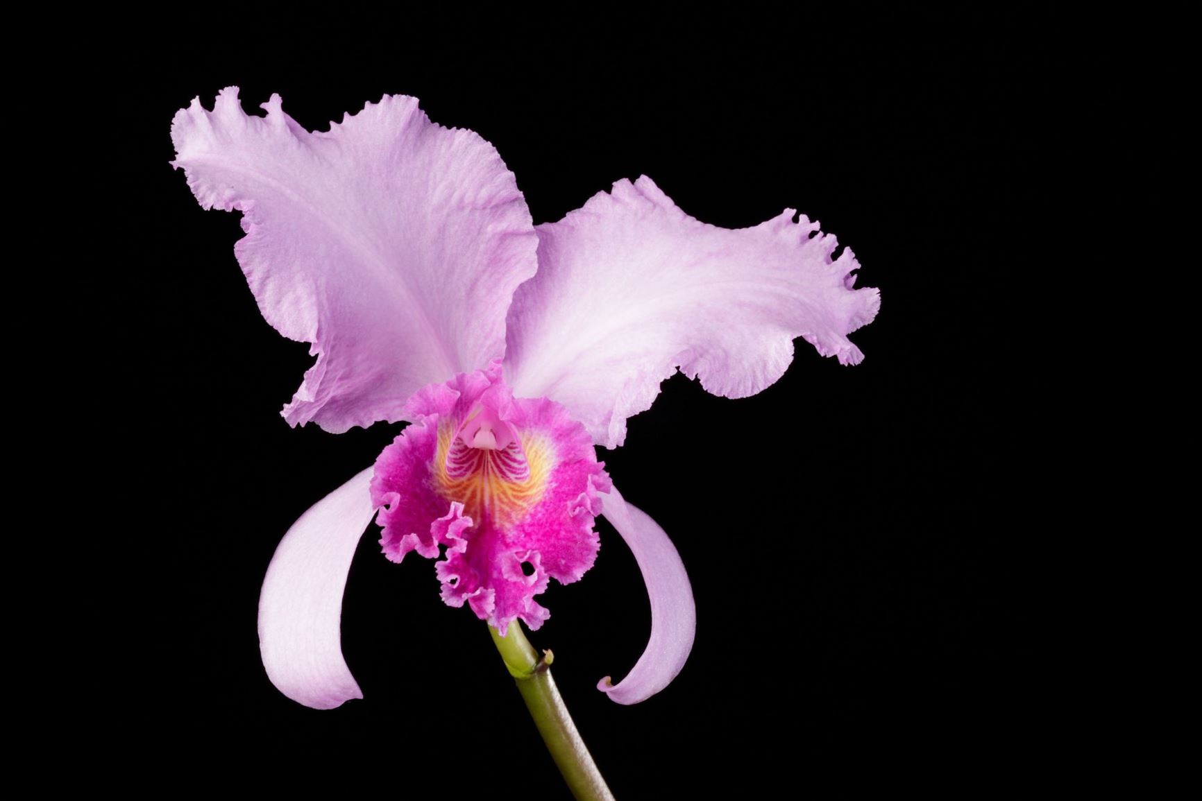 Cattleya mossiae - Easter Orchid, Mrs. Moss' Cattleya, Cattleya de Pascua