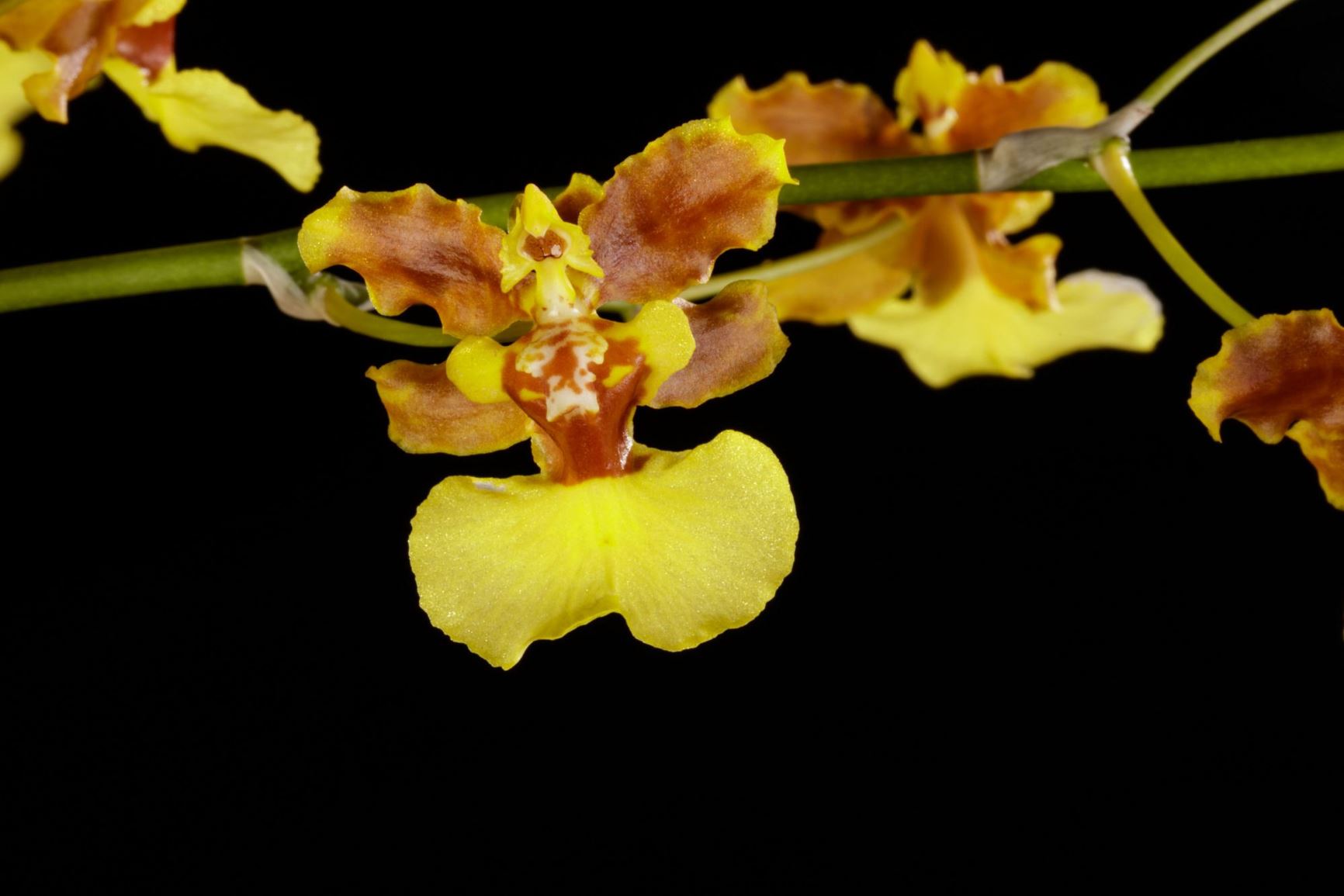 Oncidium dichromaticum - Two Colored Oncidium