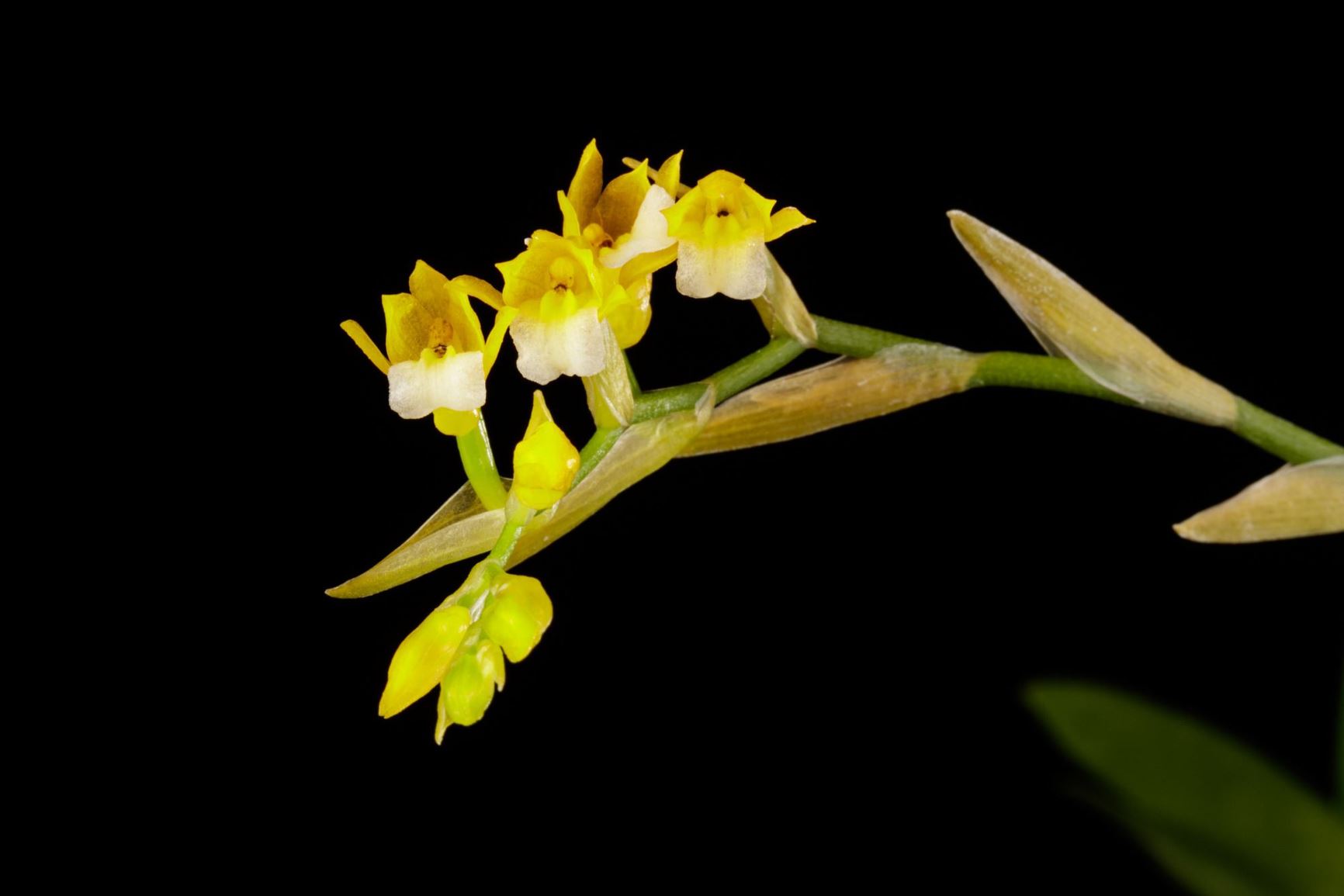 Brassia andina - The Andean Brachtia