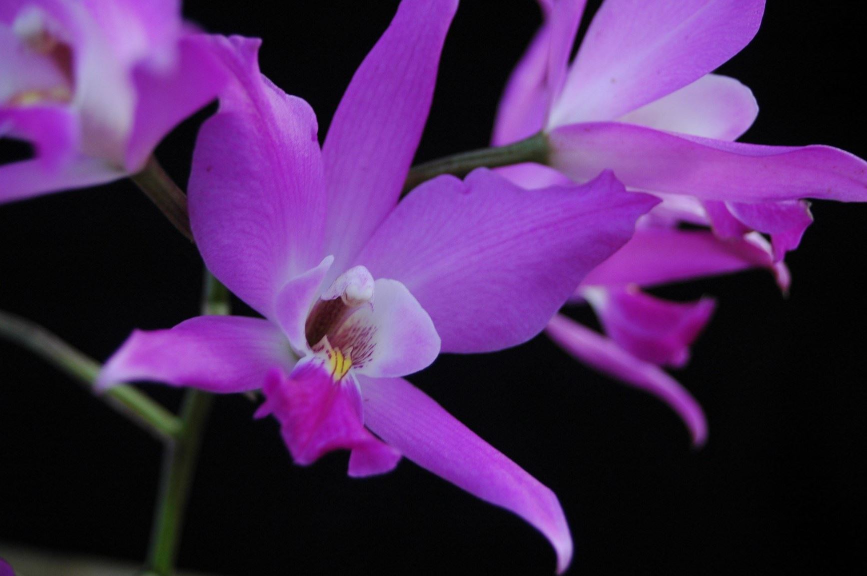 Laelia Gouldiana Gould s Laelia Halloween Orchid Flor De Muerto 