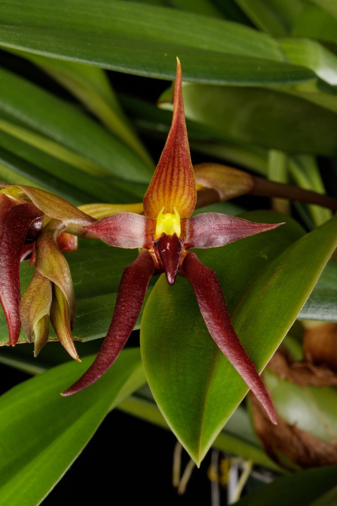 Bulbophyllum nymphopolitanum 'W.R.' - Nymphenburg's Bulbophyllum clone