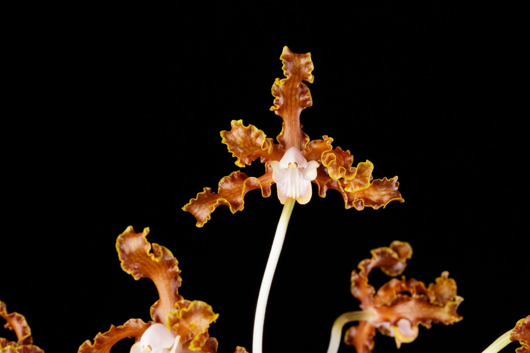 Laelia marginata - The Curled Laelia, The Curled Schomburgkia