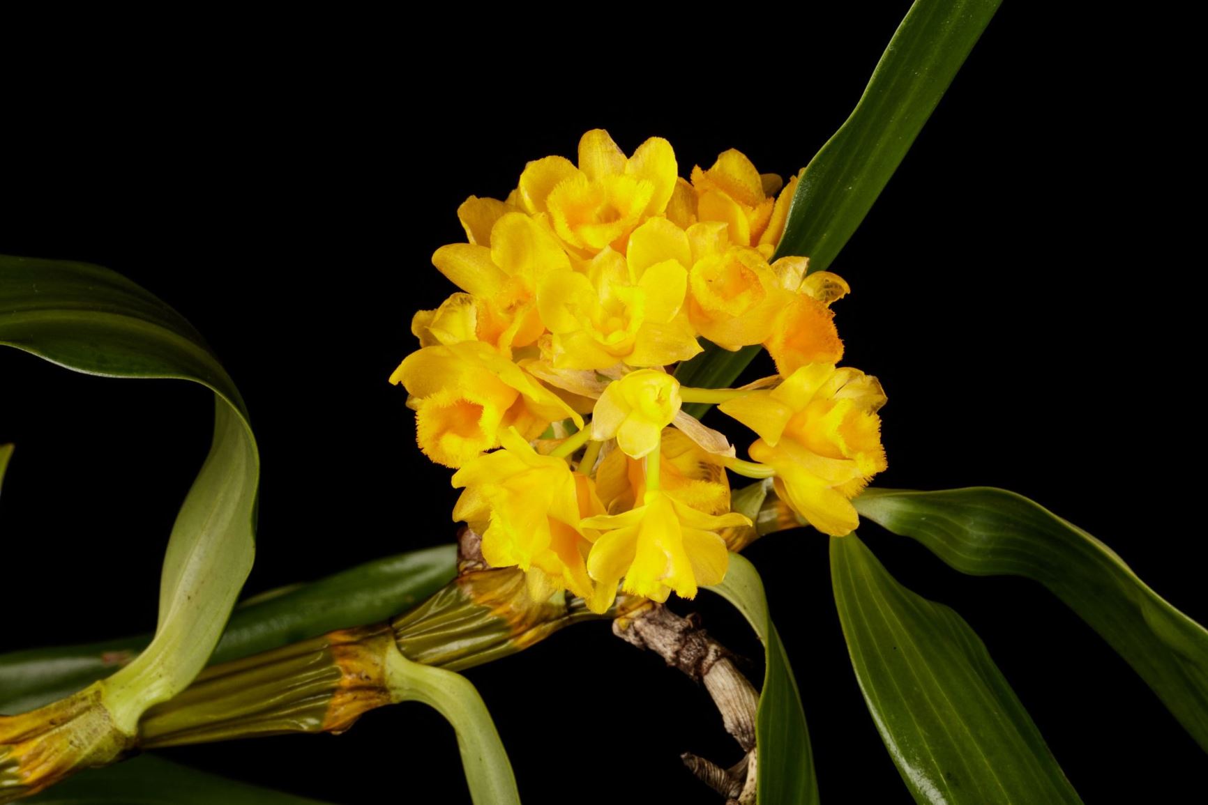 Dendrobium densiflorum - The Densely Flowered Dendrobium, Pineapple Orchid