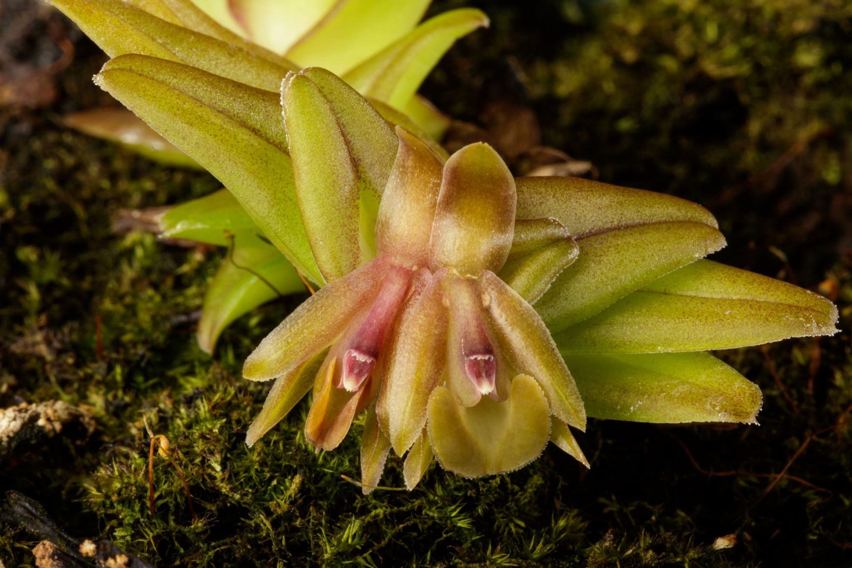 Epidendrum schlechterianum - Schlechter's Epidendrum