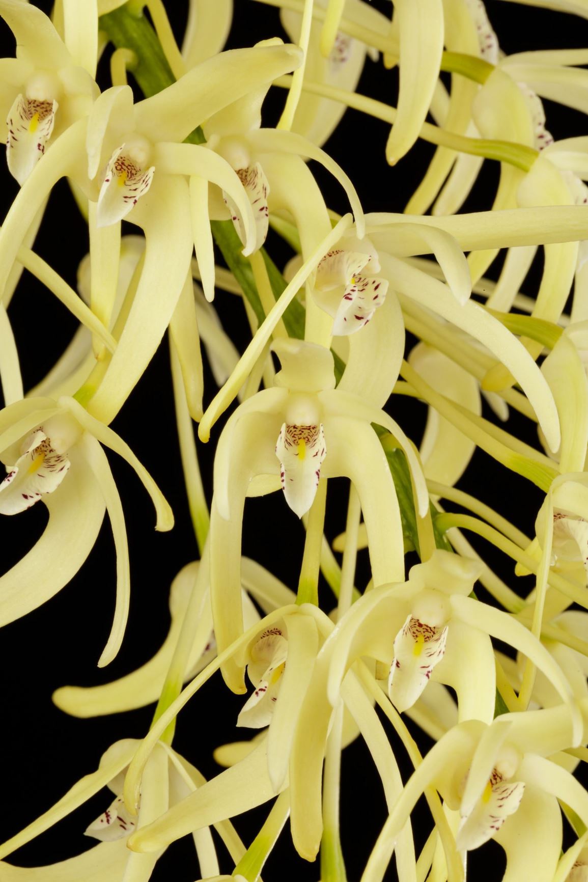 Dendrobium speciosum var. grandiflorum - Golden King Orchid, Rock Orchid variety, The Outstanding Dendrobium variety