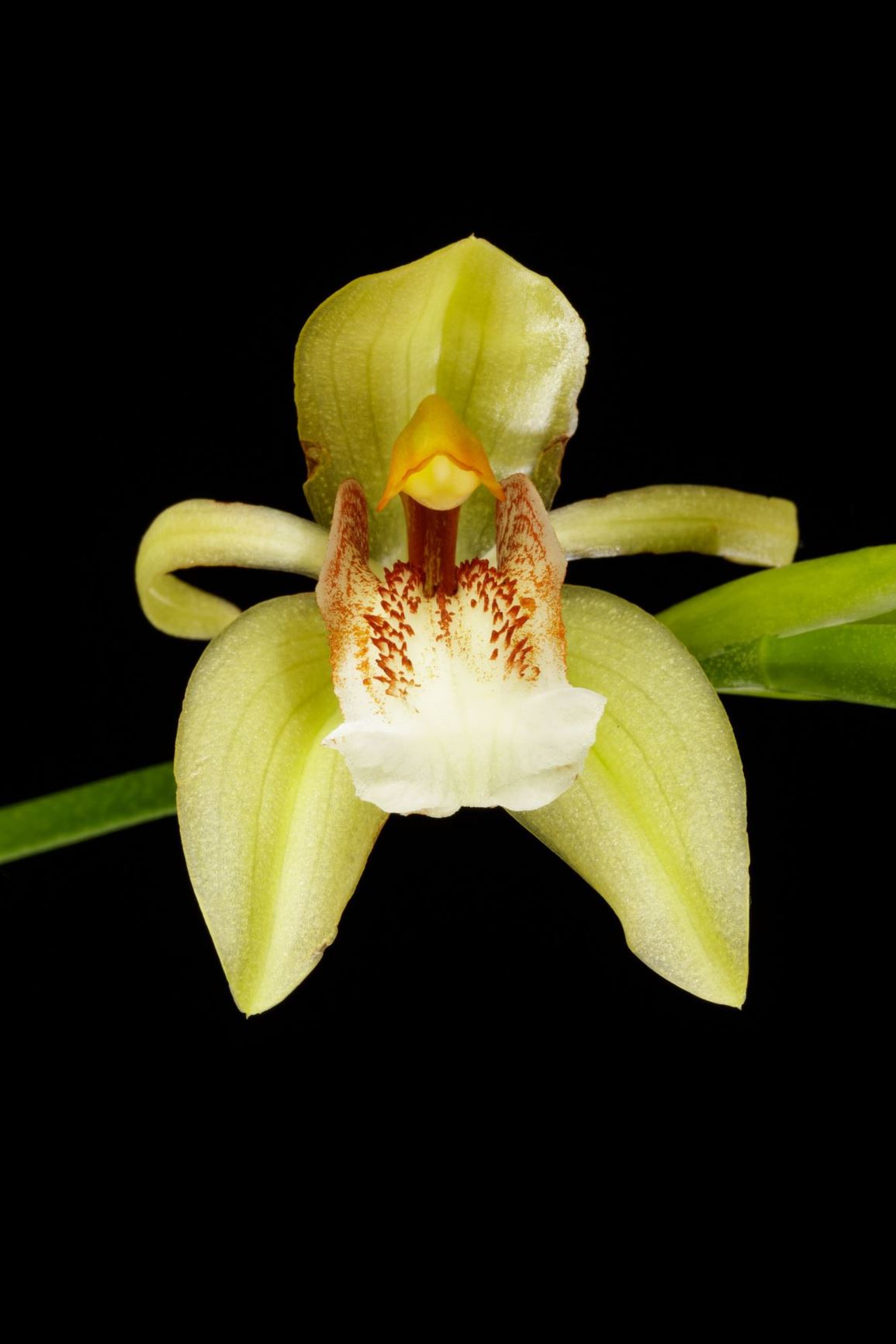 Coelogyne lycastoides - The Lycaste-Like Coelogyne