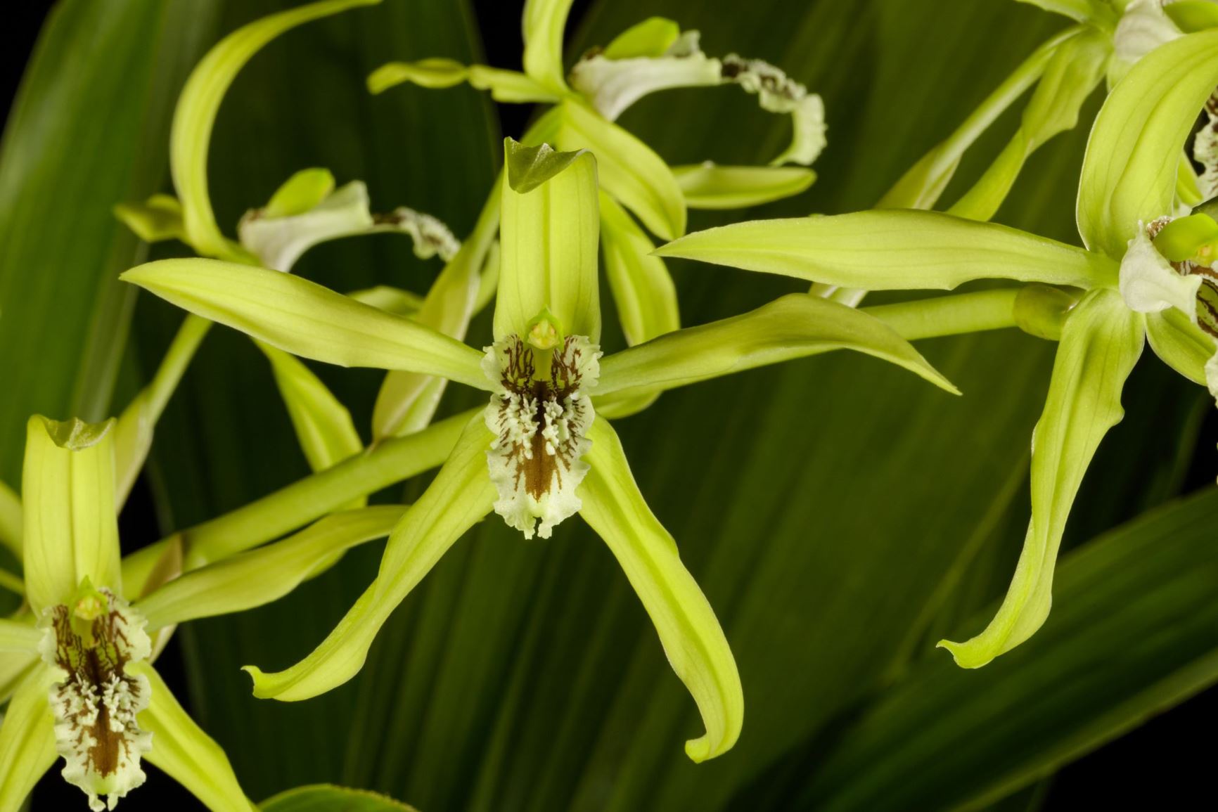 Coelogyne verrucosa - The Warty Coelogyne