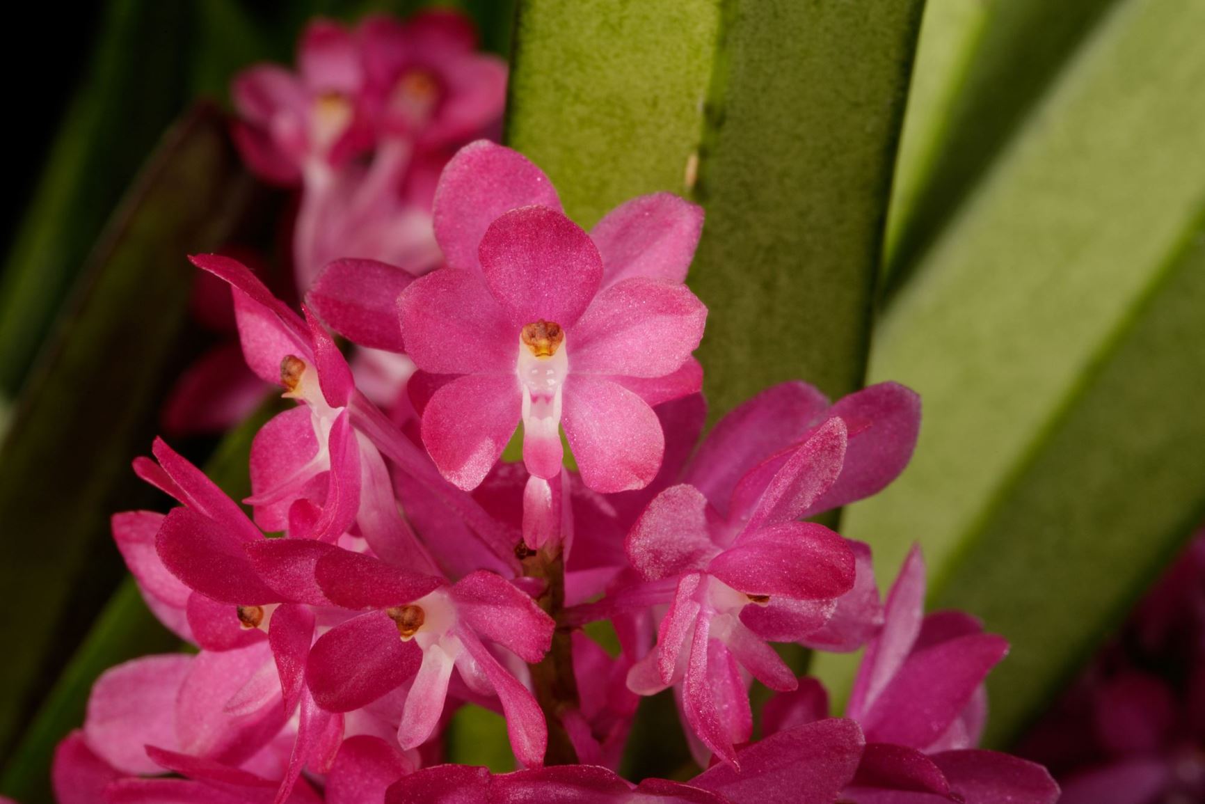 Vanda ampullacea - Vein-like Ascocentrum, Vein-like Vanda