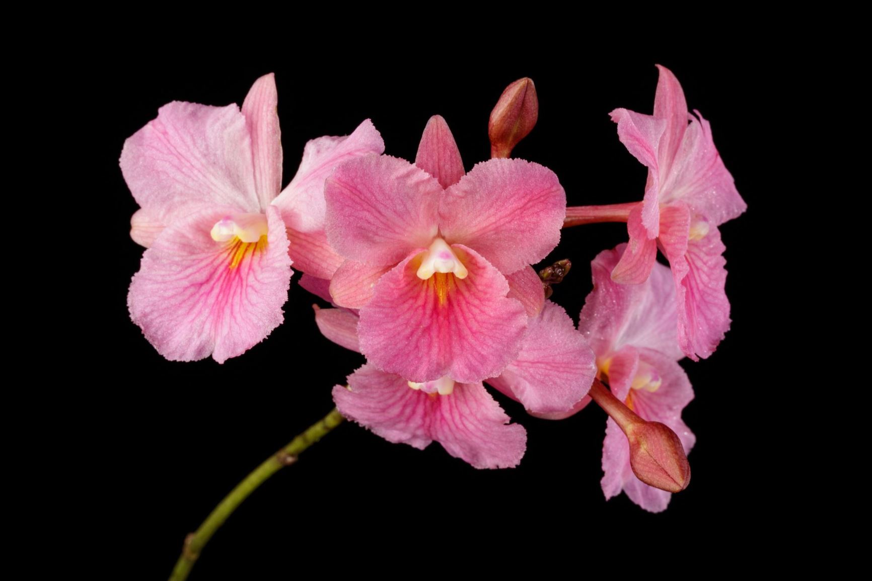 Broughtonia sanguinea - Blood Red Broughtonia