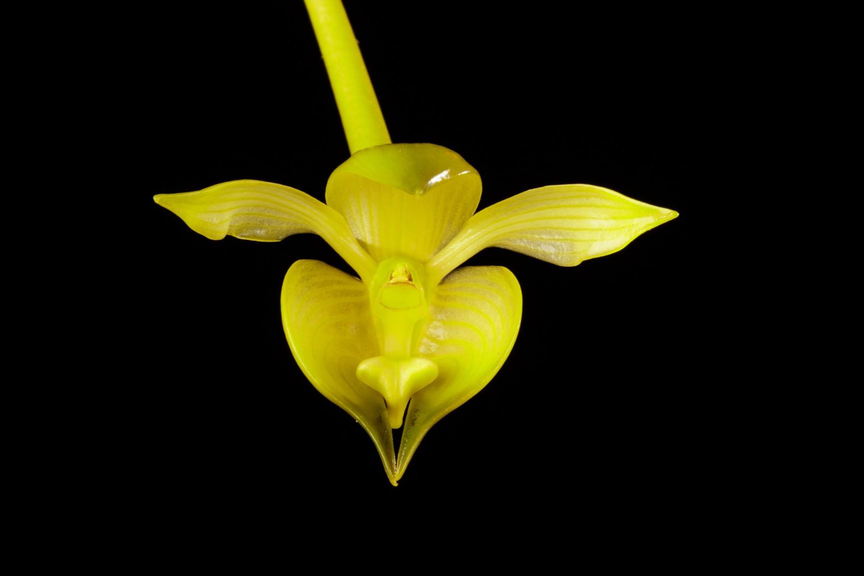 Bulbophyllum sinapis 'Magnifico'