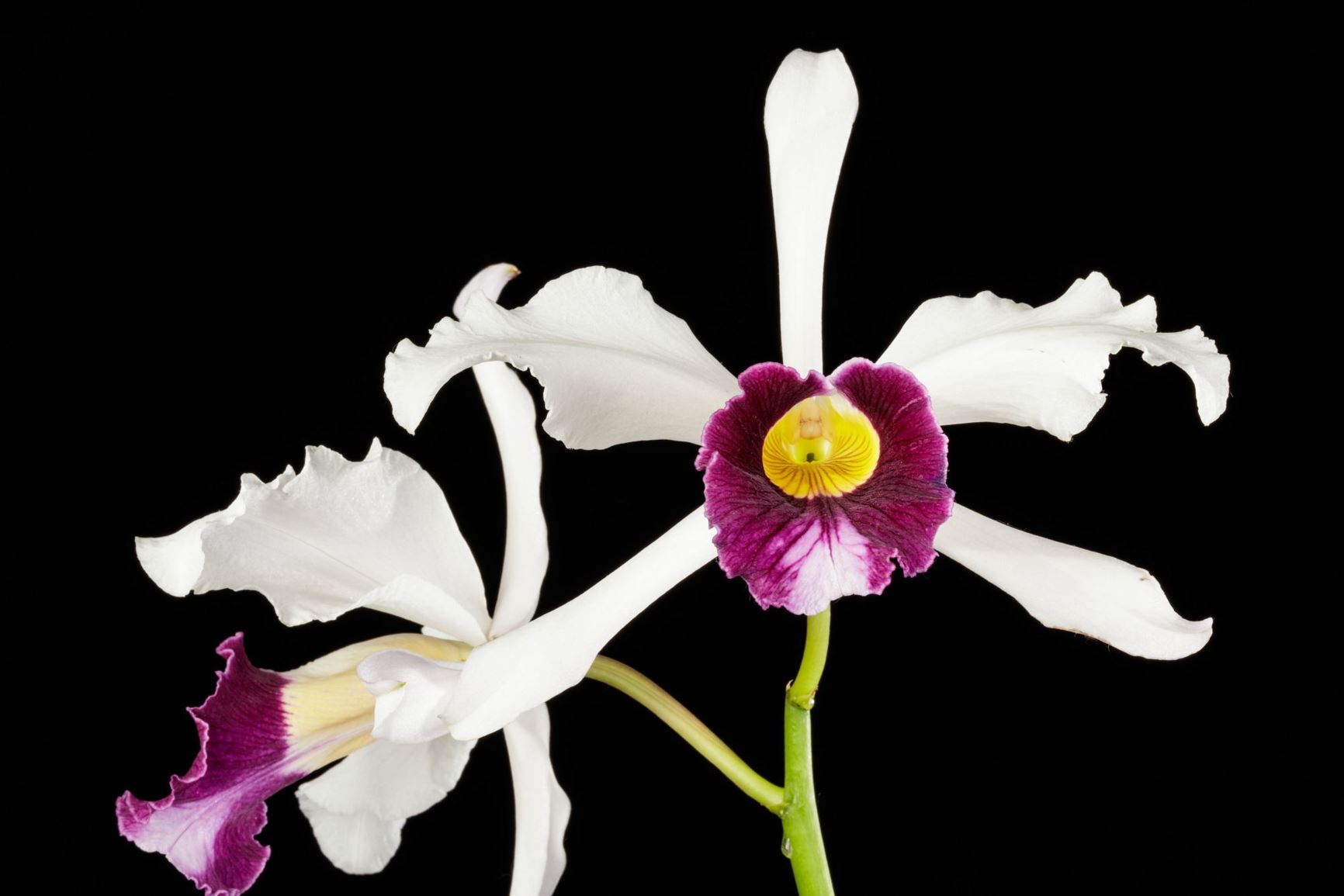 Cattleya purpurata var. aço 'Batata roxa' - The Purple Marked Cattleya clonal variety