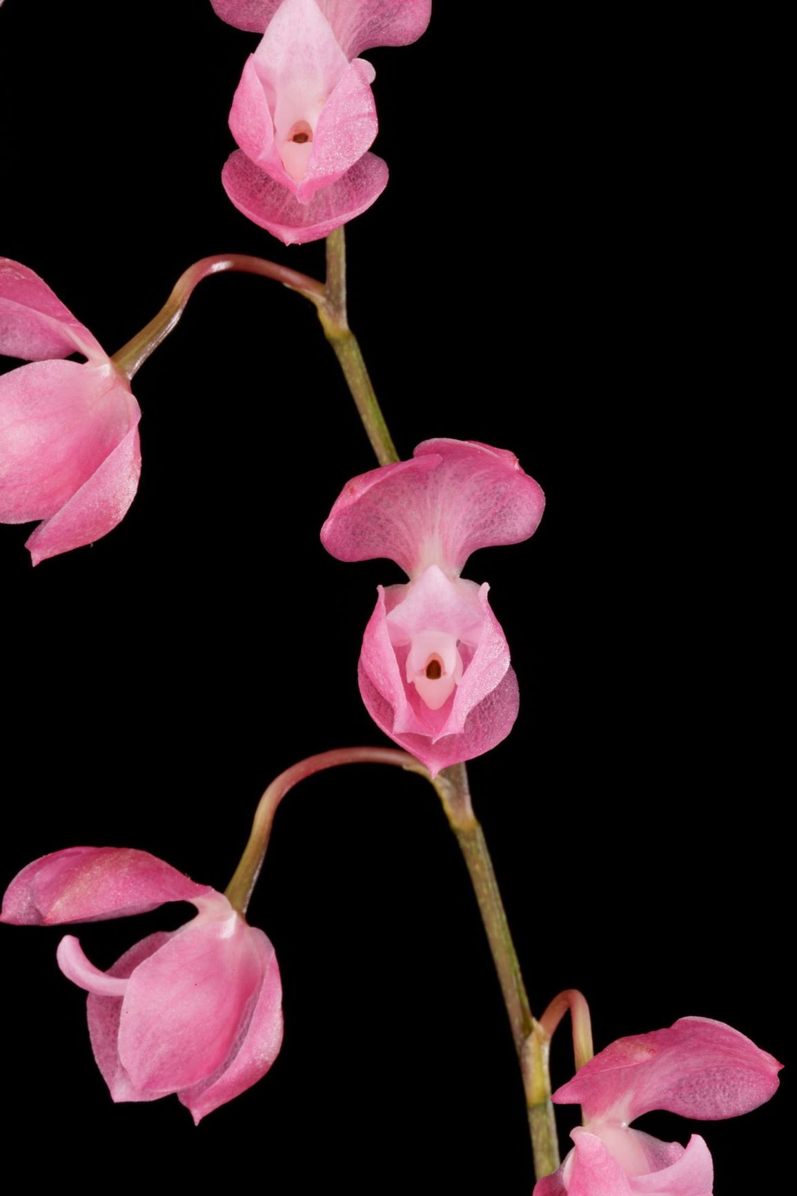 Oncidium strictum - The Blood Red Symphoglossum, The Upright Oncidium