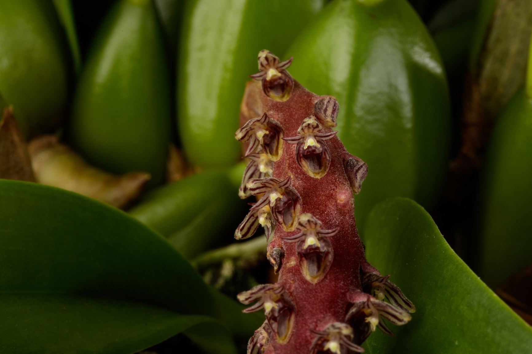 Bulbophyllum flavescens - The Yellowish Bulbophyllum