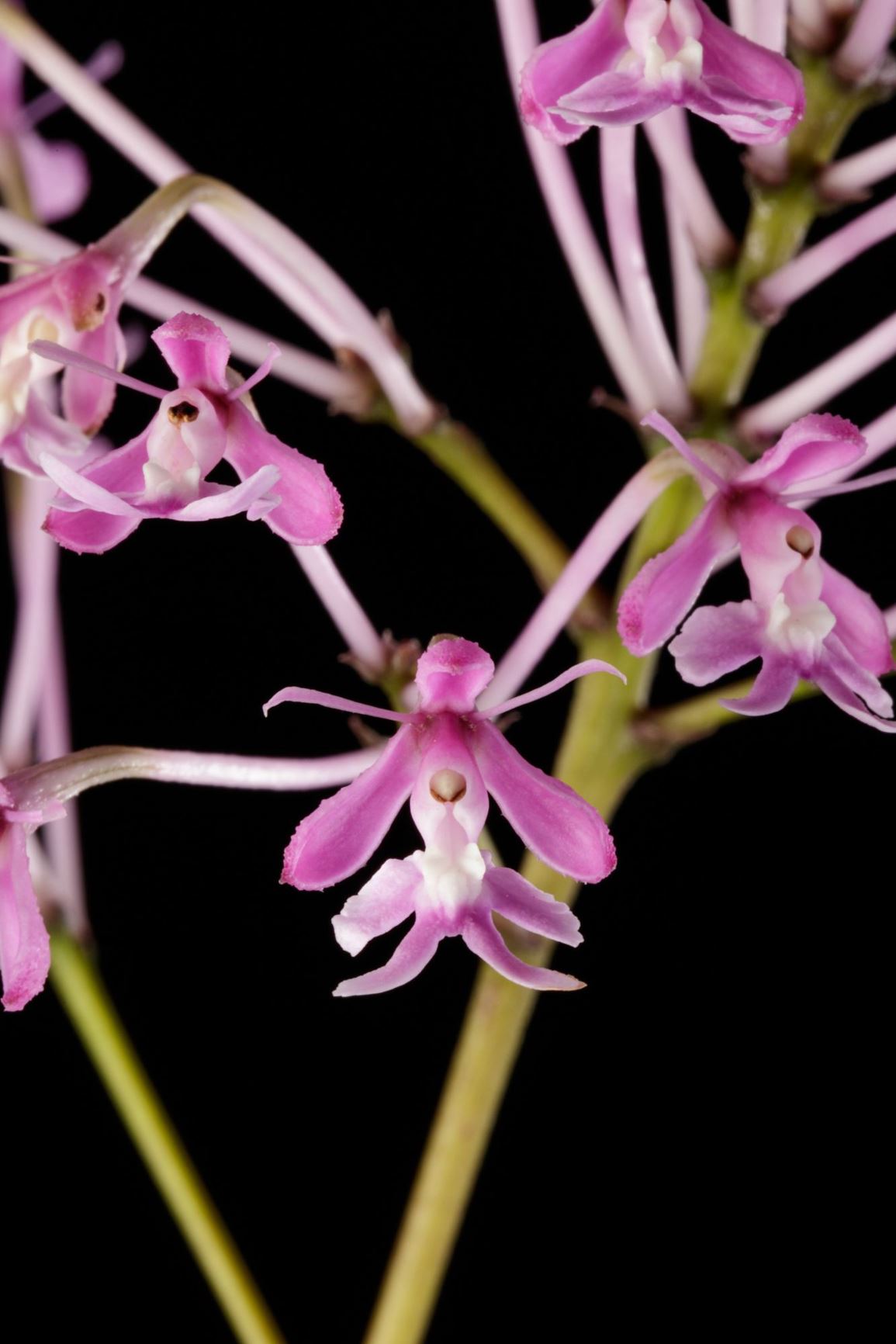 Epidendrum atacazoicum - The Atacazo Epidendrum, Flor de Cristo