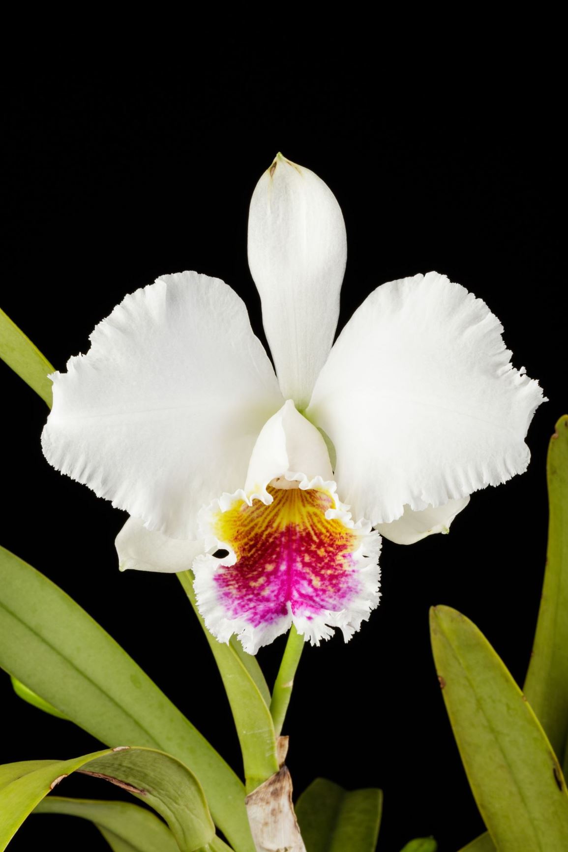 Cattleya Lady Bird Johnson - Cattleya hybrid, First Lady Orchid