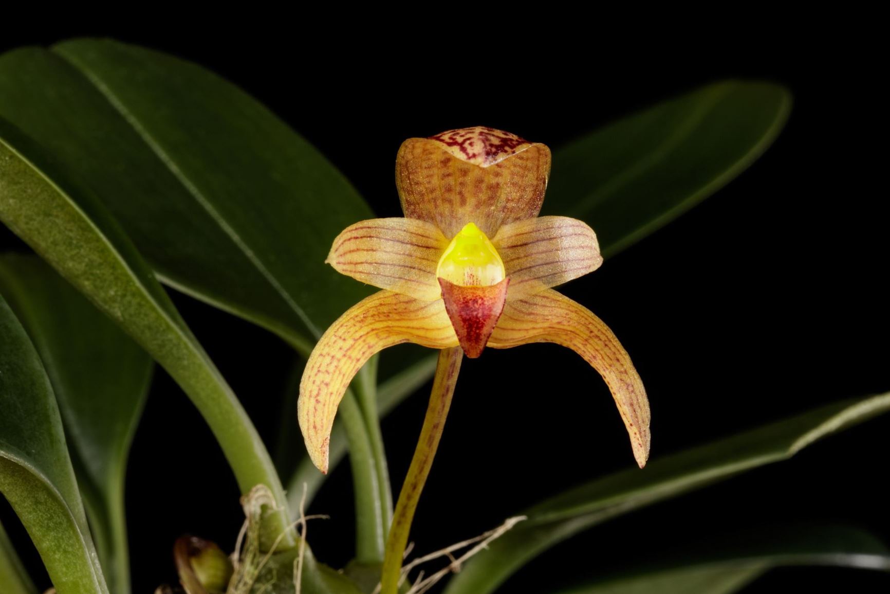 Bulbophyllum microglossum - The Small Lipped Bulbophyllum