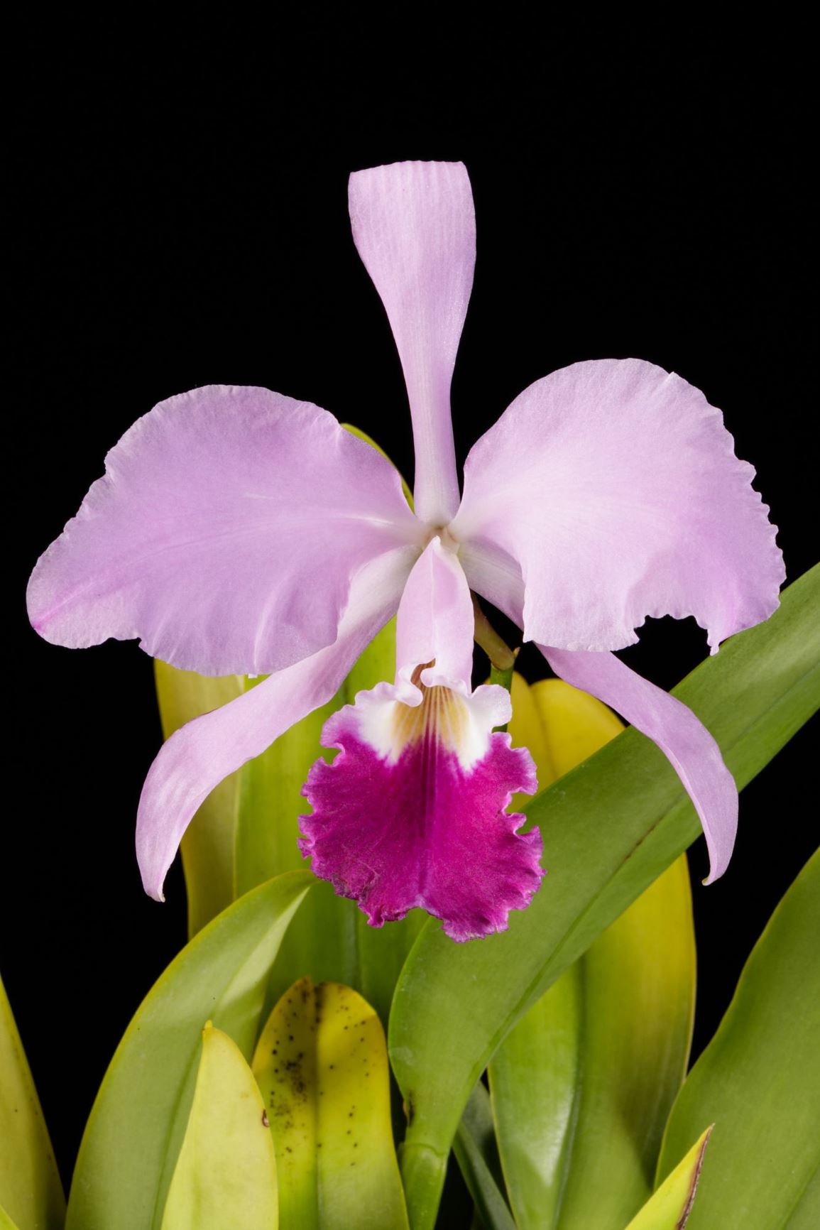 Cattleya warneri - Warner's Cattleya