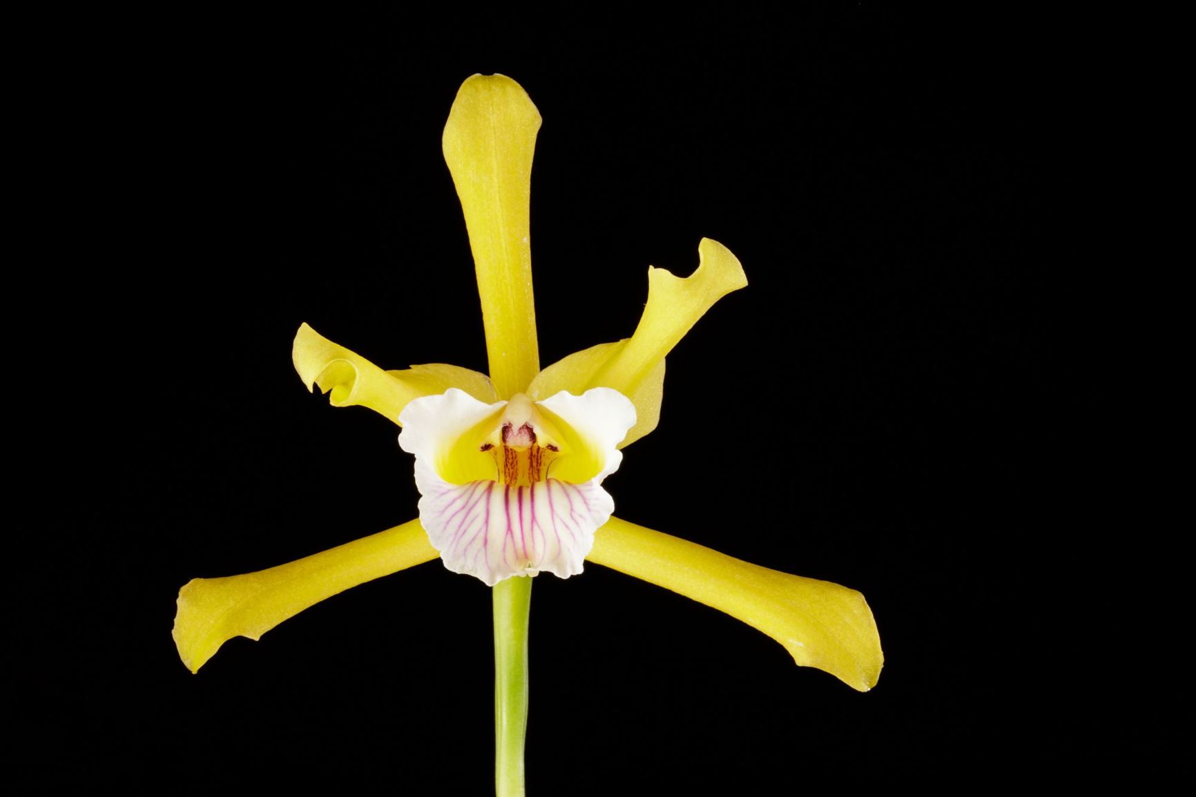 Cattleya xanthina - Yellow Cattleya, Yellow Laelia