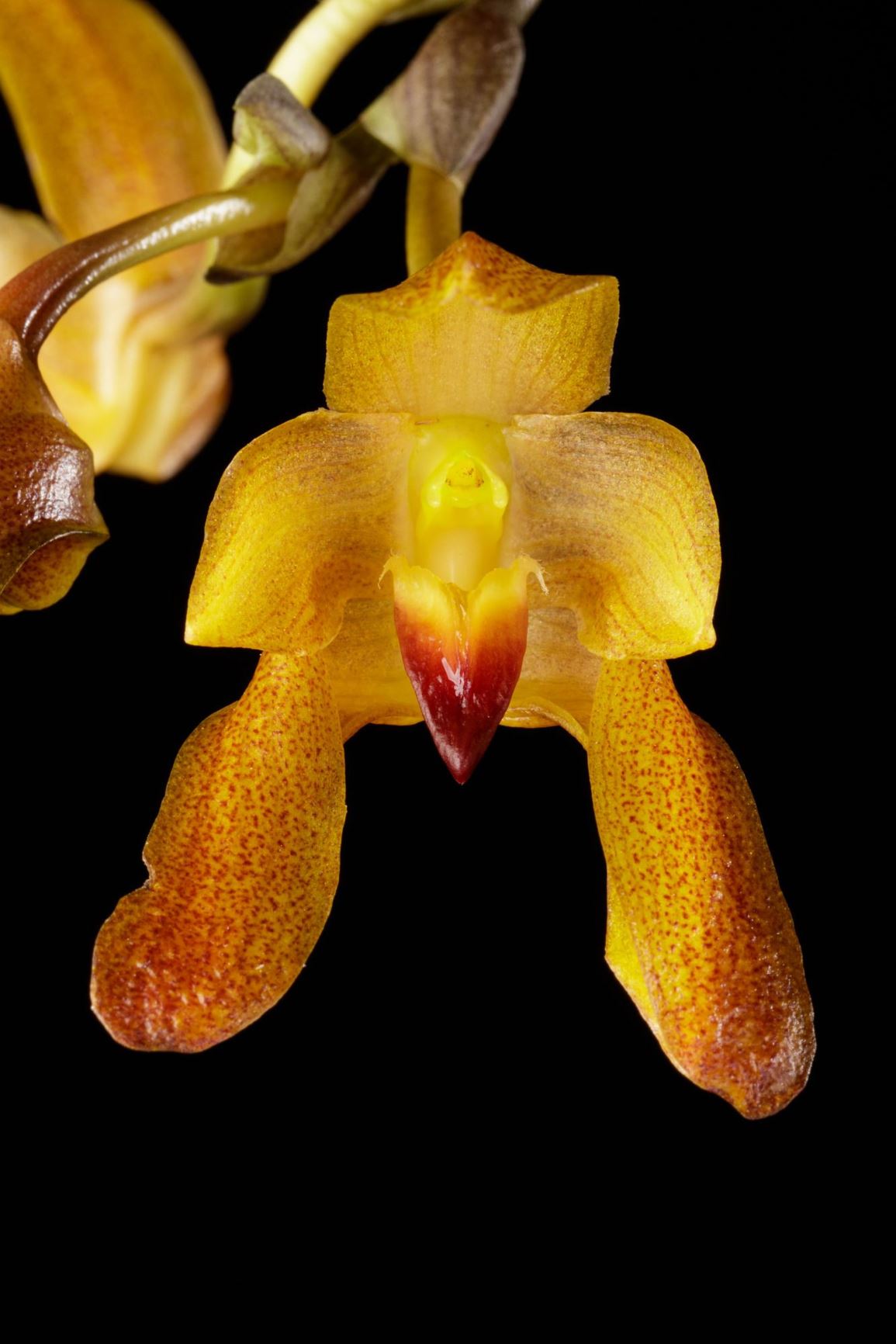 Bulbophyllum cootesii - Cootes' Bulbophyllum