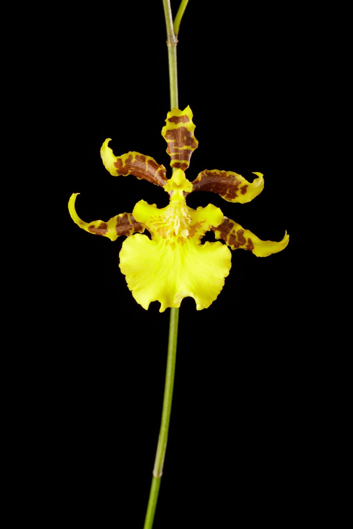 Oncidium citrinum - The Yellow Oncidium