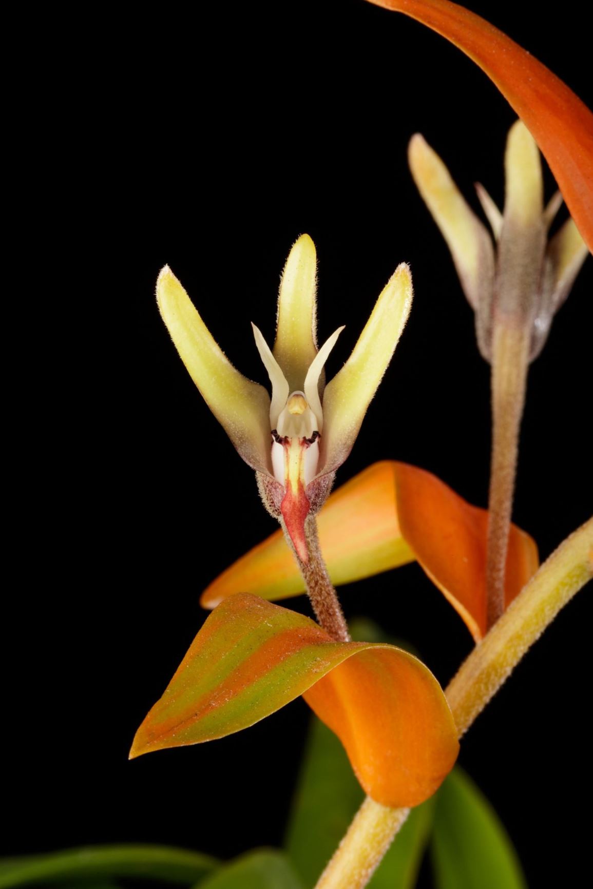 Dendrolirium ornatum 'Natural World' - The Ornate Dendrolirium clone, The Ornate Eria clone