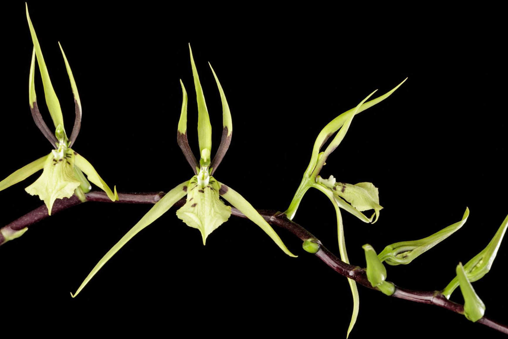 Brassia wageneri - Wagner's Brassia