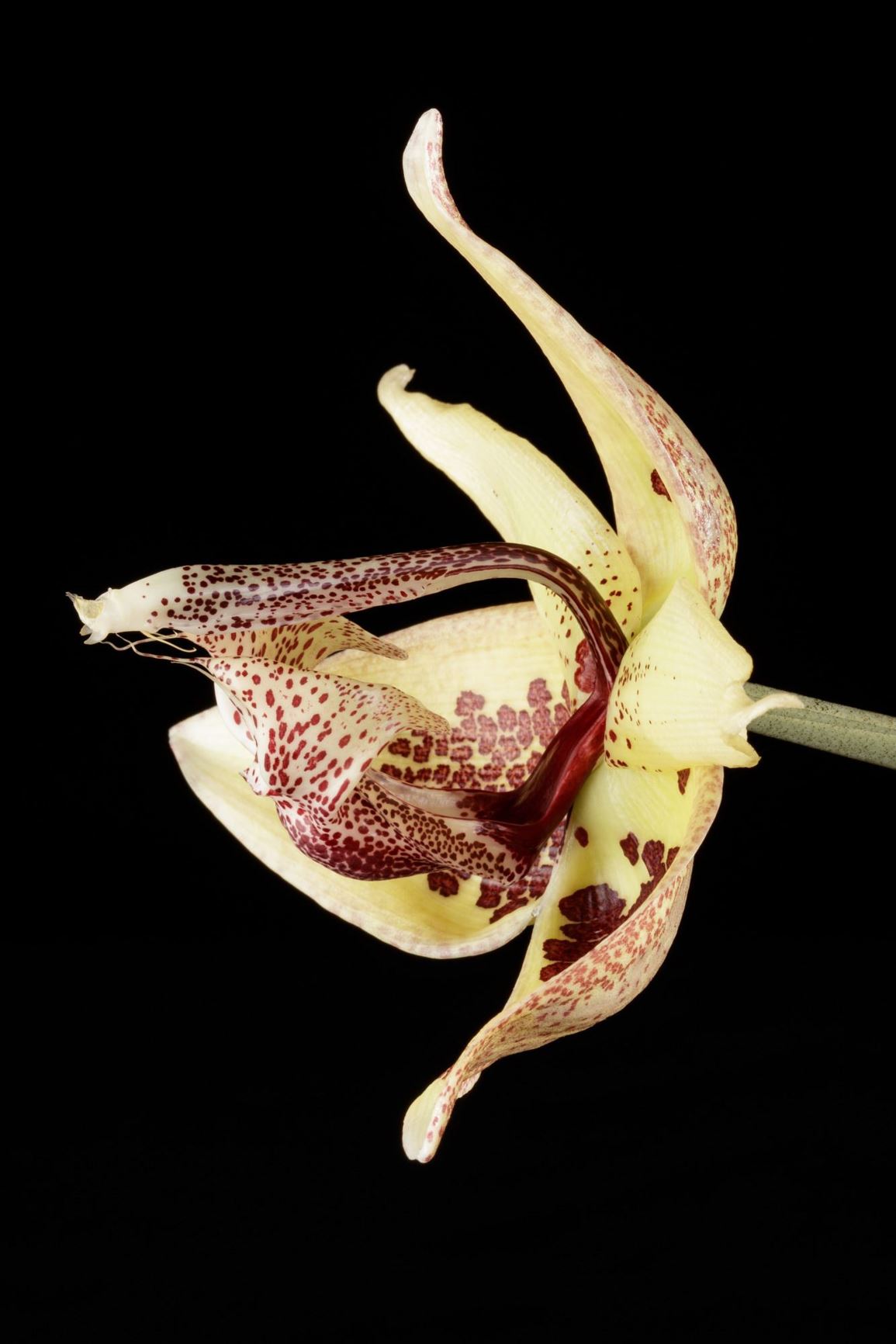 Embreea herrenhusana - The Herrenhauser Embreea