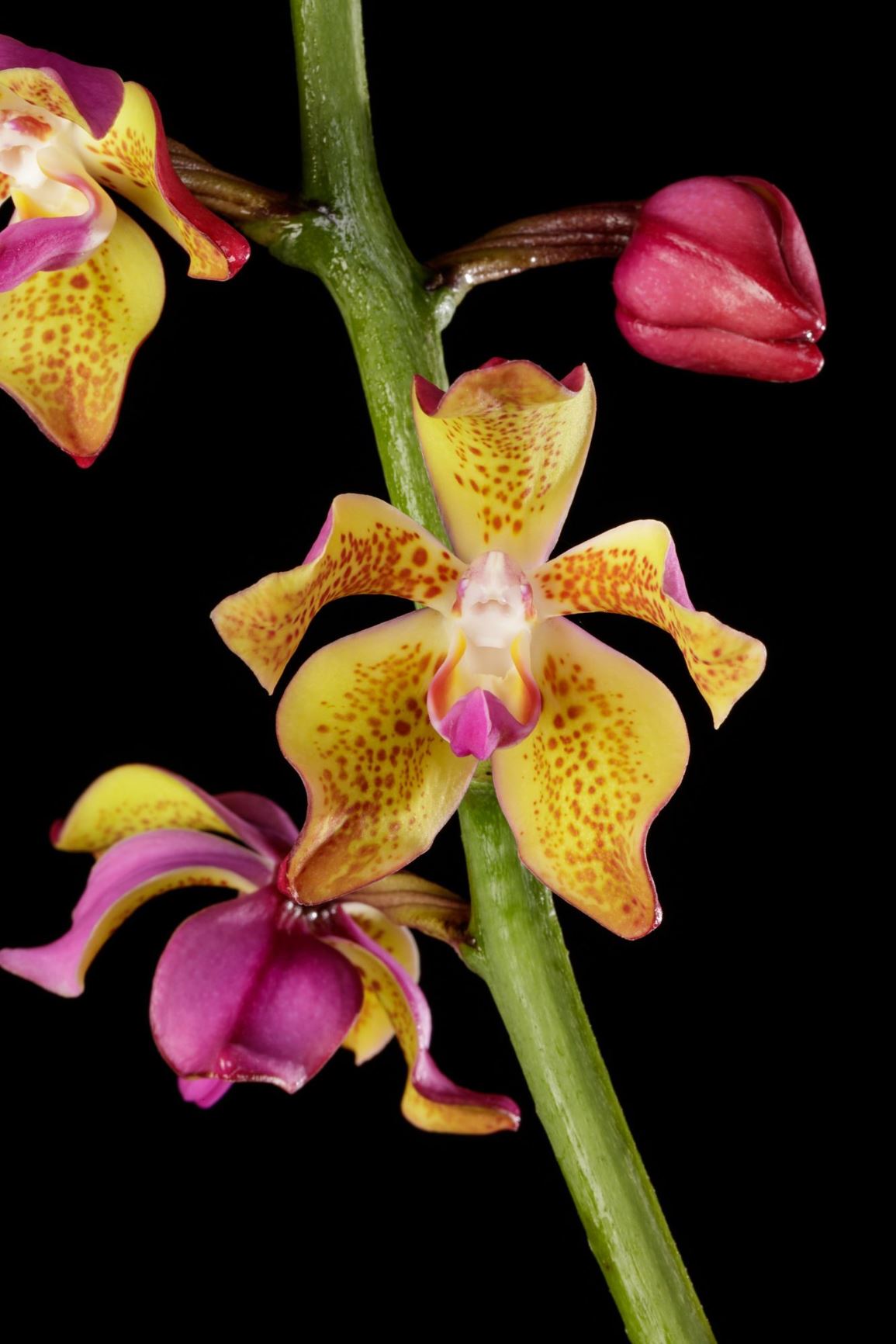 Vandopsis lissochiloides - The Lissochilus-like Vanda