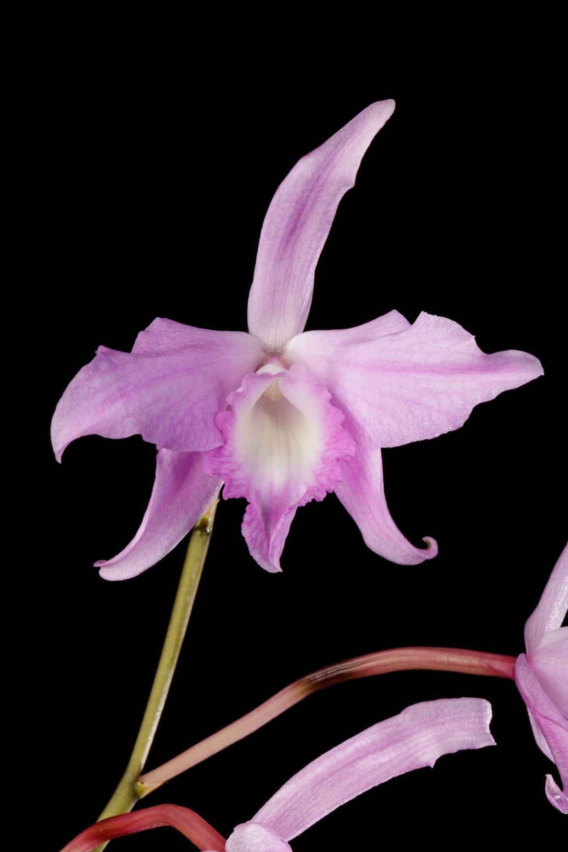 Cattleya × fidelensis 'Patience' - The Saint Fidel's Cattleya clone, The Saint Fidel's Laelia clone
