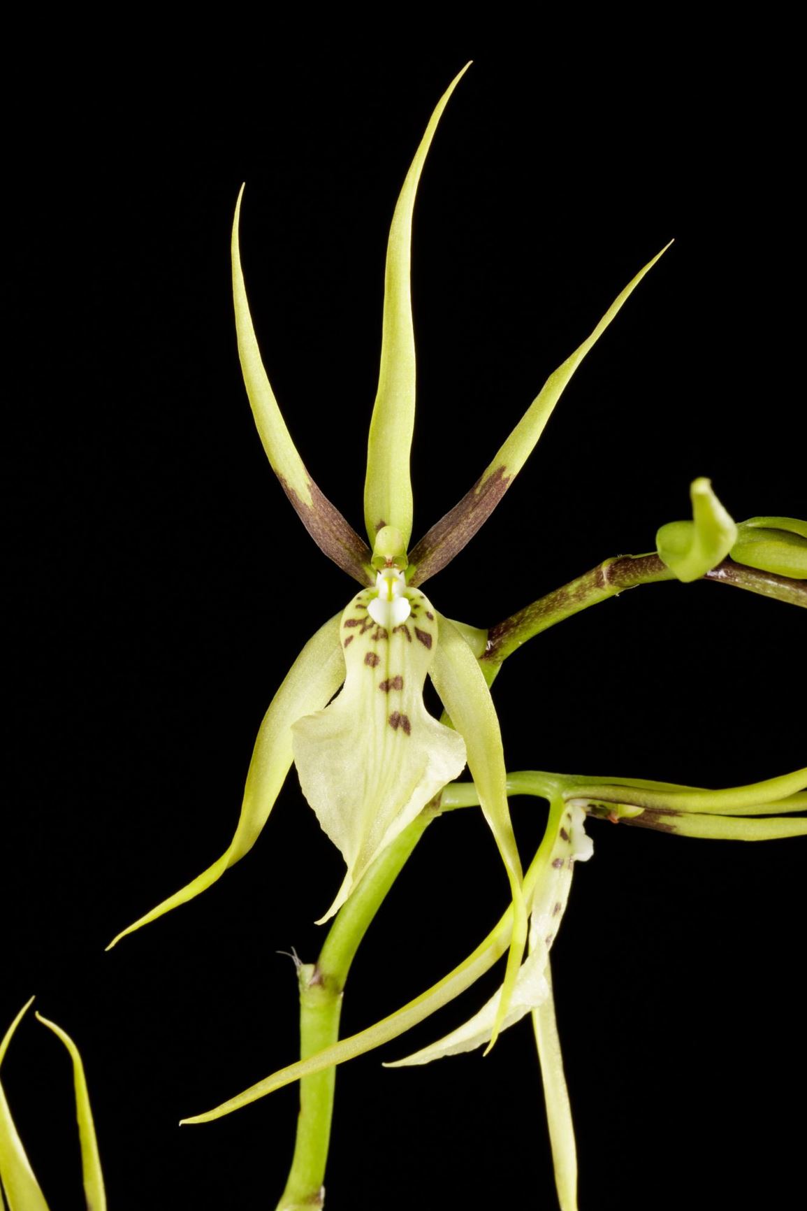 Brassia lanceana - Lance's Brassia
