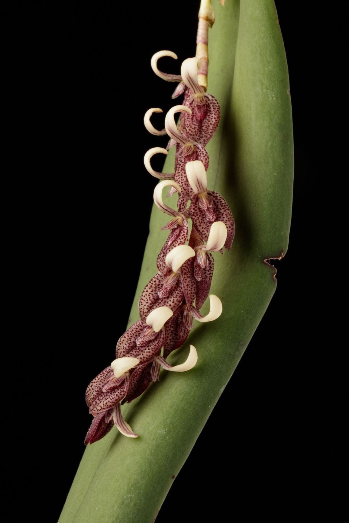 Acianthera strupifolia