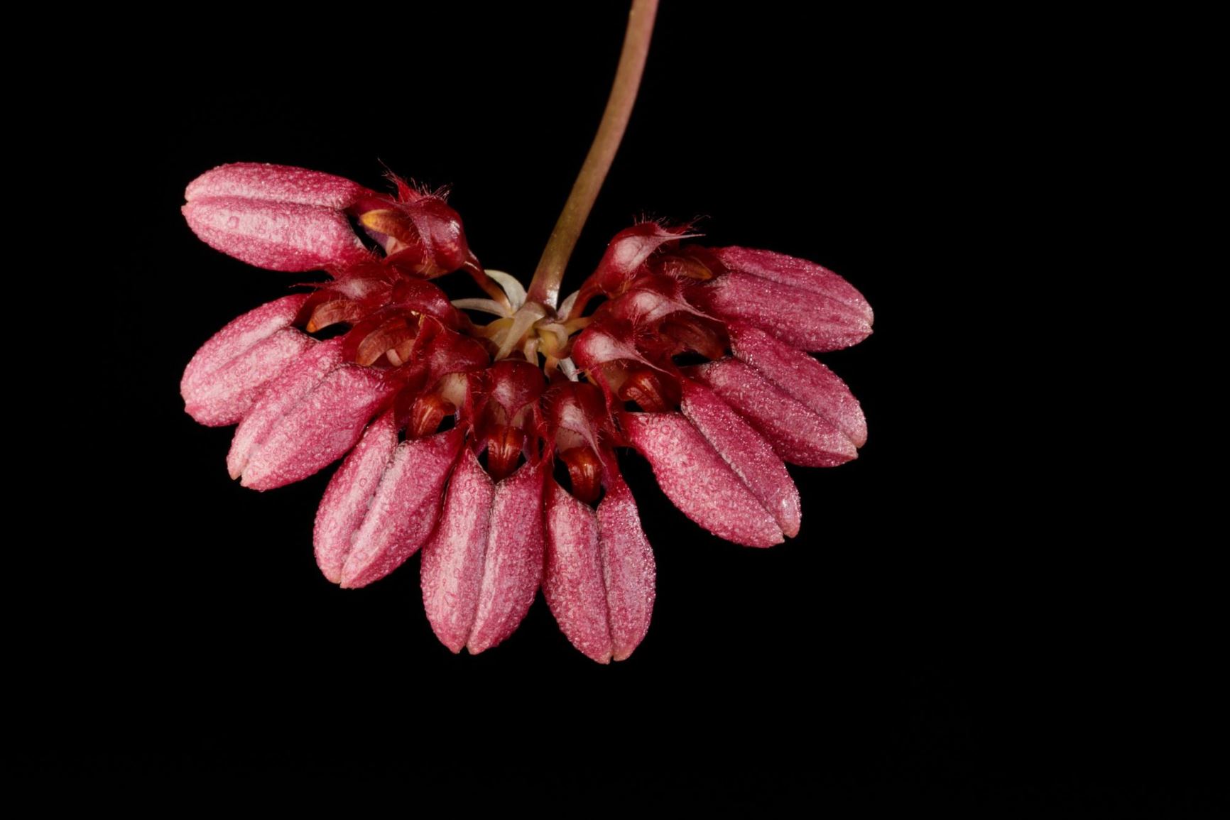 Bulbophyllum corolliferum - The Wreath Carrying Bulbophyllum, The Wreath Carrying Cirrhopetalum