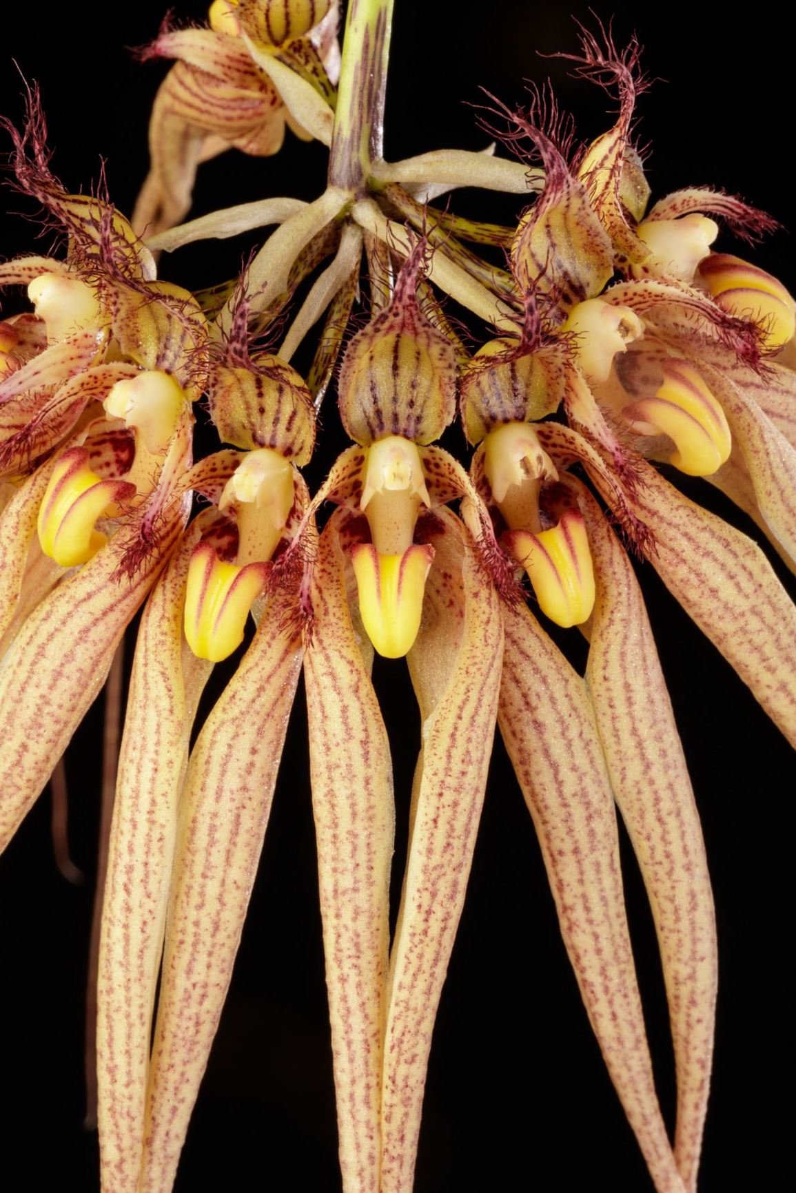 Bulbophyllum longissimum - The Long Petaled Bulbophyllum