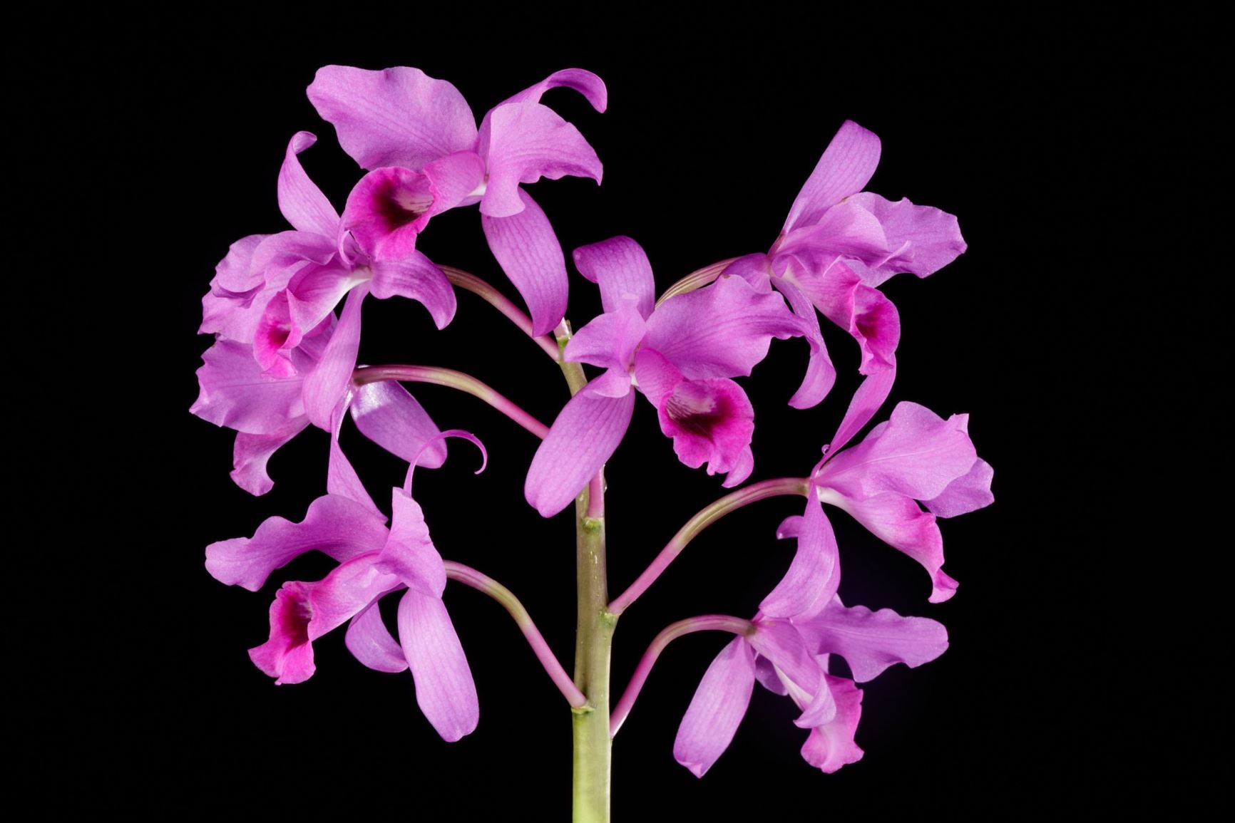 Guarianthe bowringiana - Bowring's Cattleya, Bowring's Guarianthe
