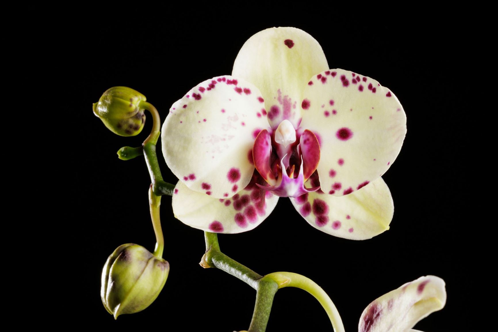 Phalaenopsis Tina Turner 'Simply The Best' - hybrid harlequin moth orchid