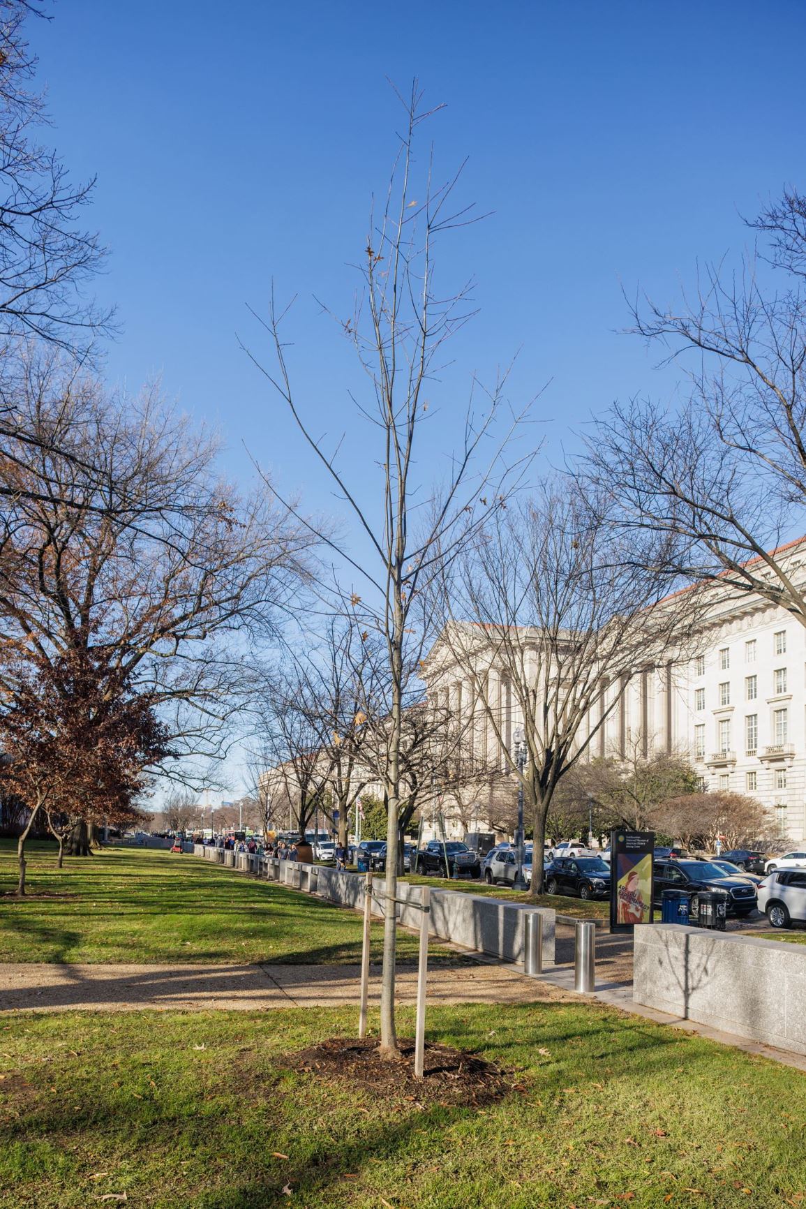 Quercus texana 'Betterred'