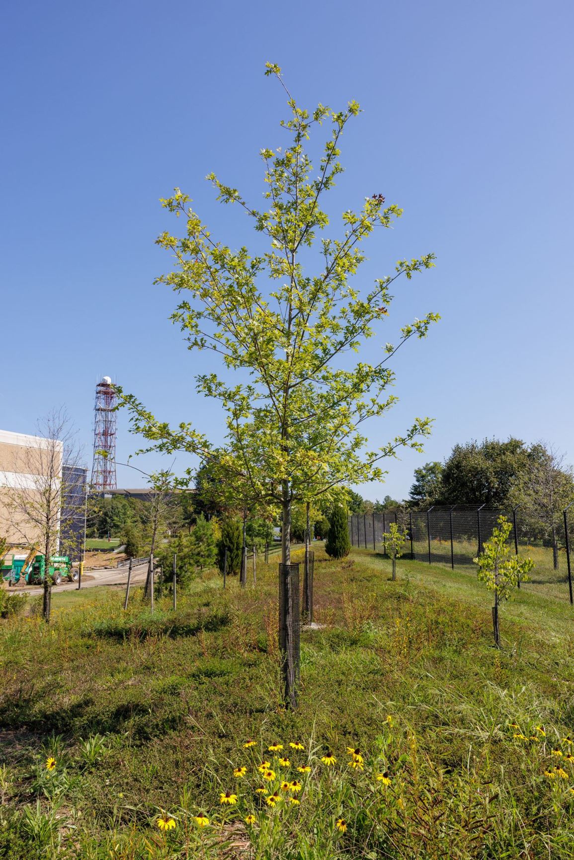 Quercus texana 'Sangria'