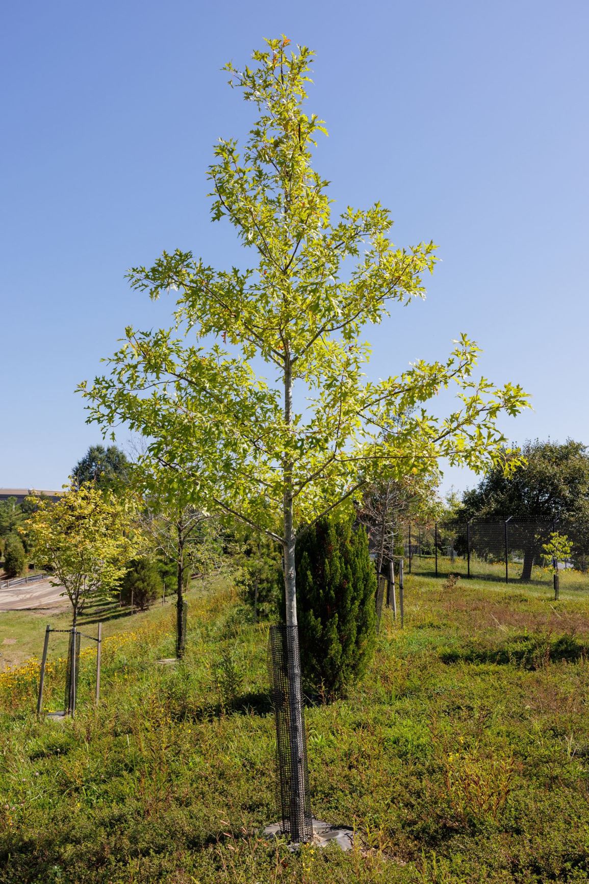 Quercus sp.