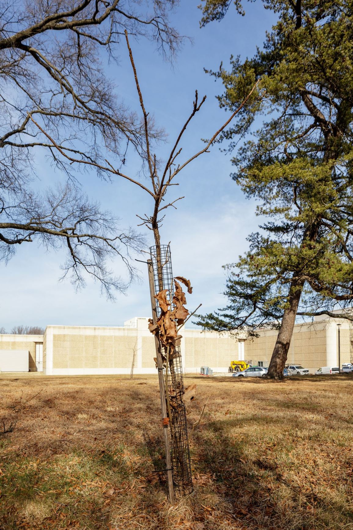Quercus macrocarpa 'Rough Rider' - Burr oak 'Rough Rider'
