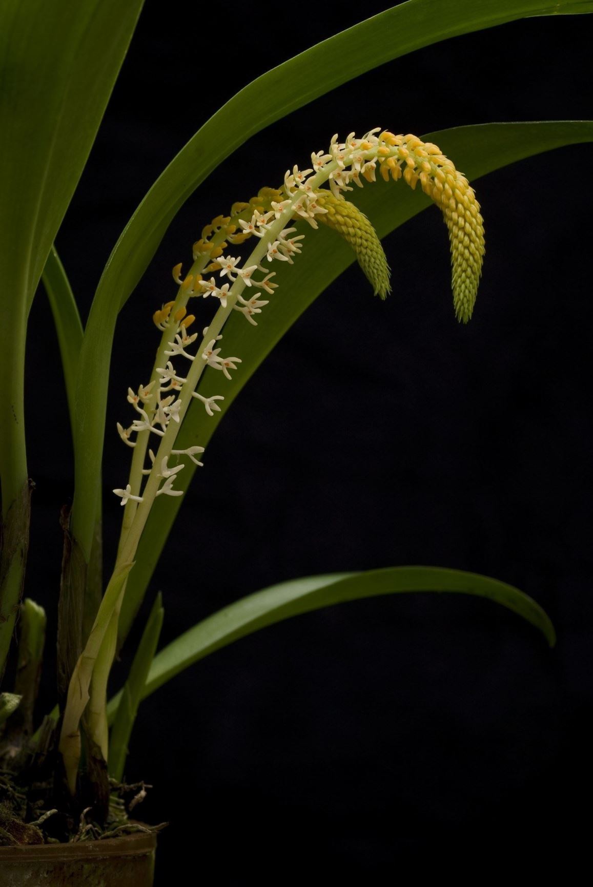 Bulbophyllum stelis - The Parasitic Bulbophyllum