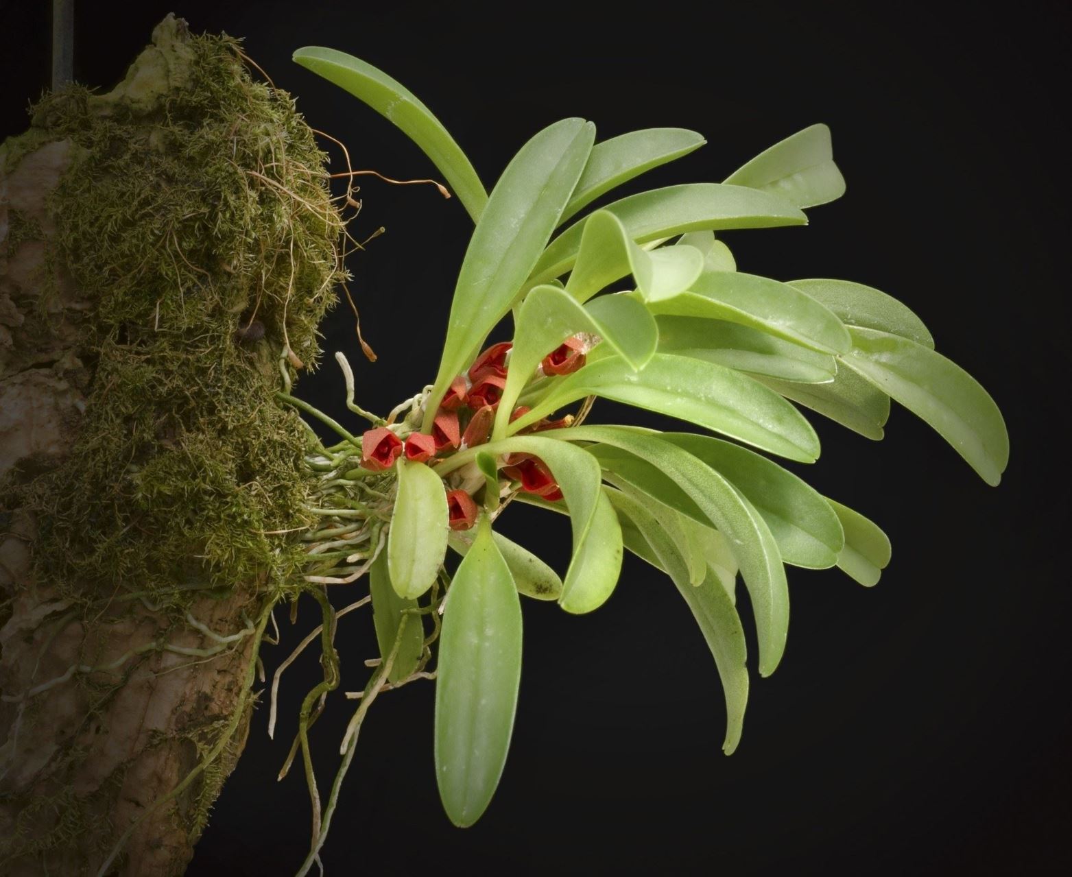 Specklinia tribuloides - The Thorny Pleurothallis, The Thorny Specklinia