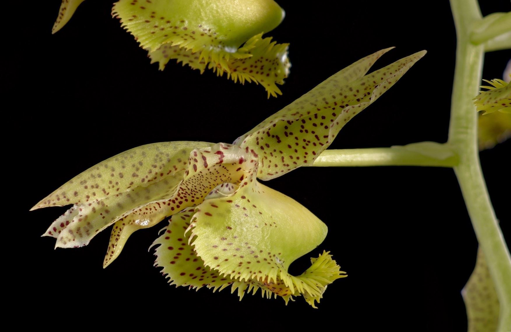 Catasetum fimbriatum - The Fringed Catasetum