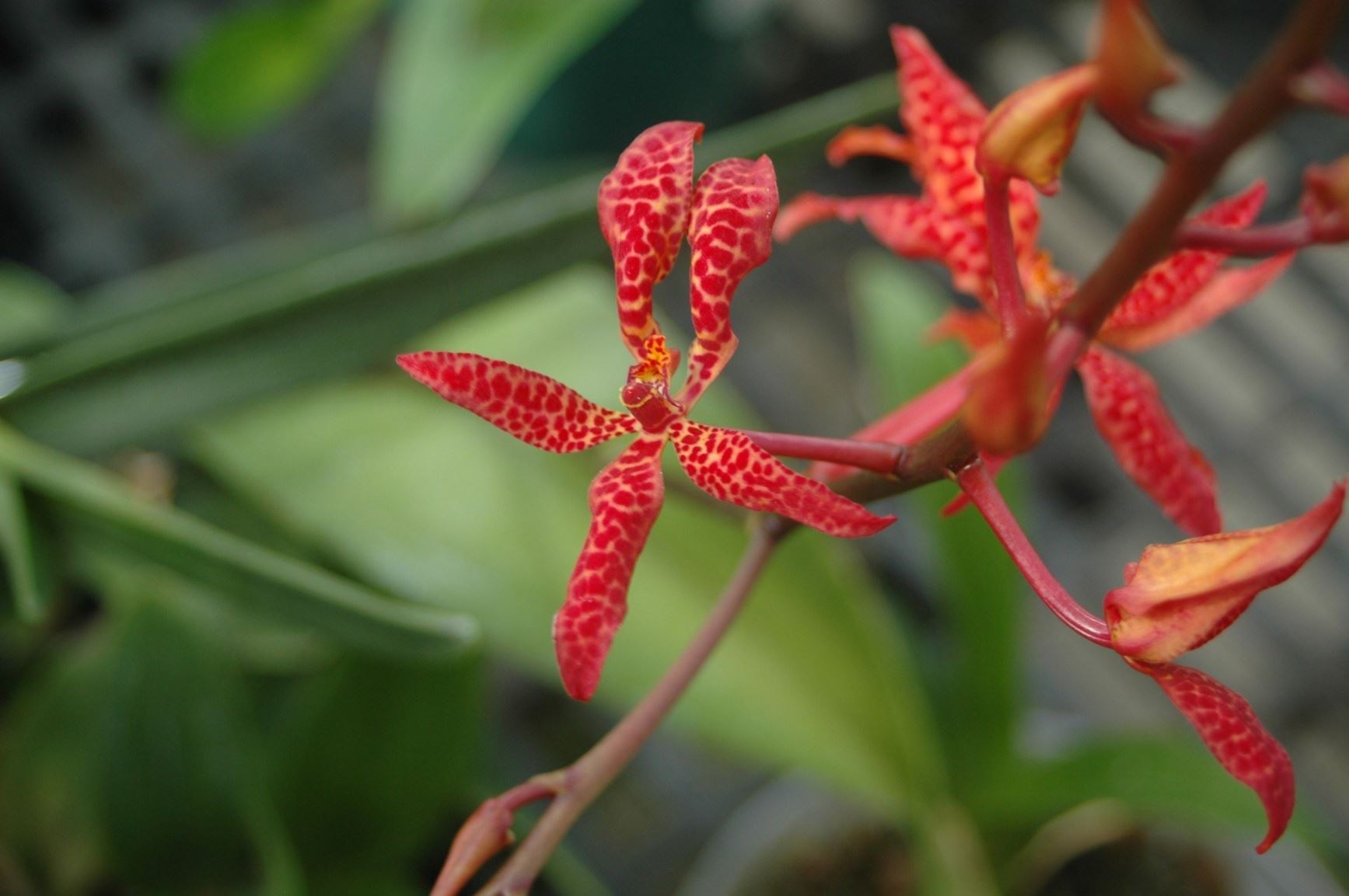 Renanthera bella - The Beautiful Renanthera