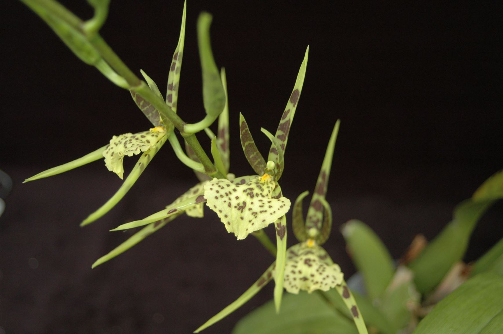 Brassia verrucosa - The Warty Brassia